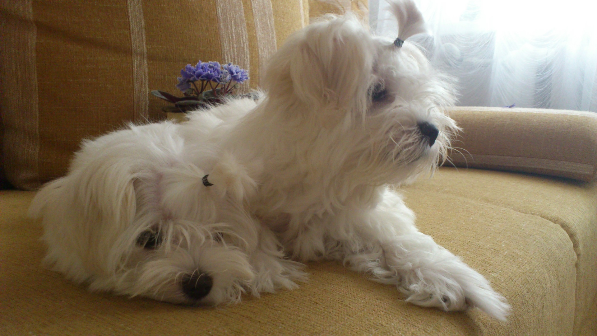 Пара болонок на диване