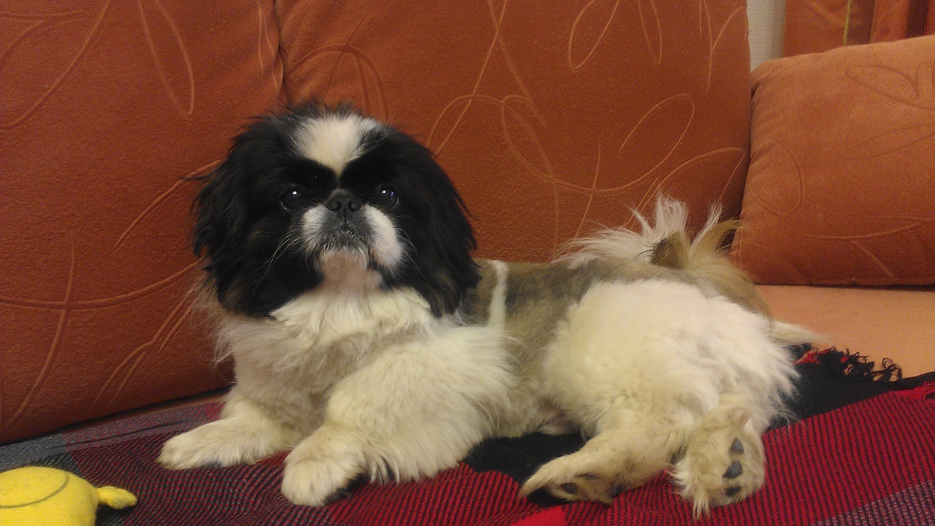 Милый пекинес на диване