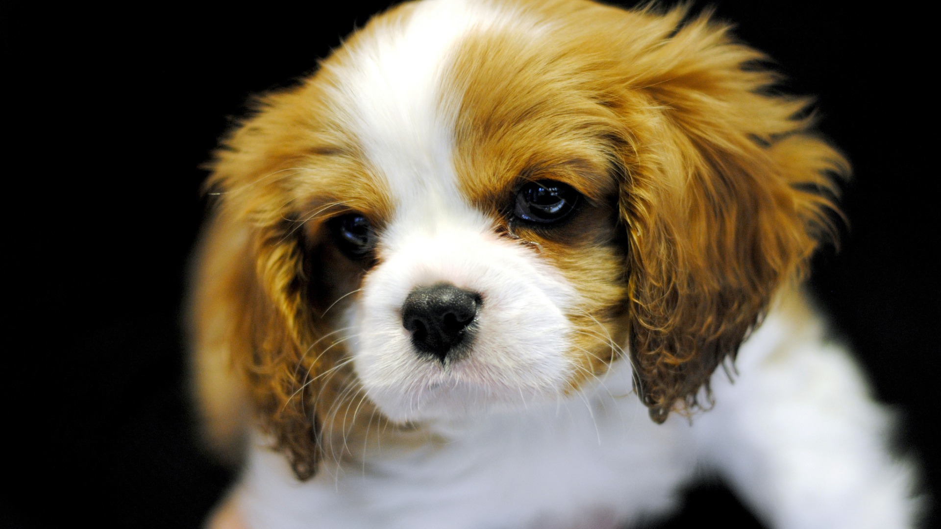 Милый щенок кавалер кинг чарльз спаниеля