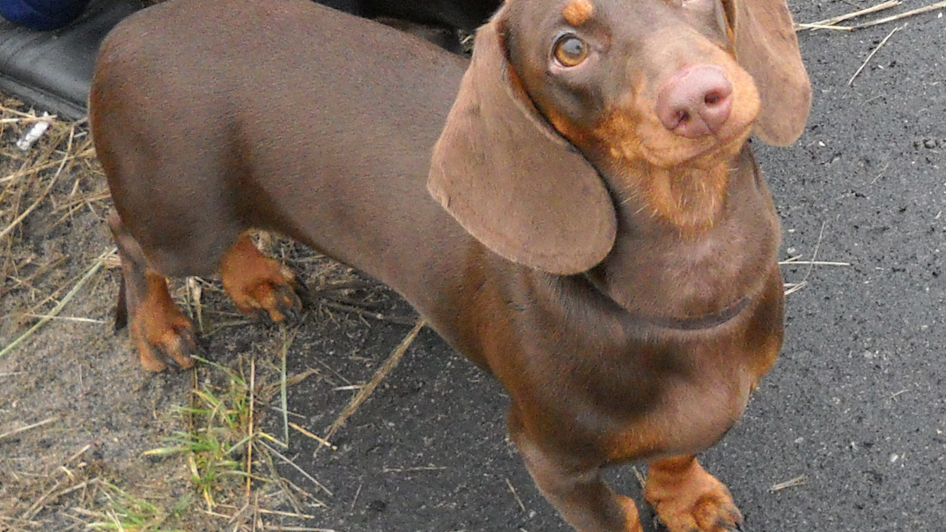 Милая коричневая такса