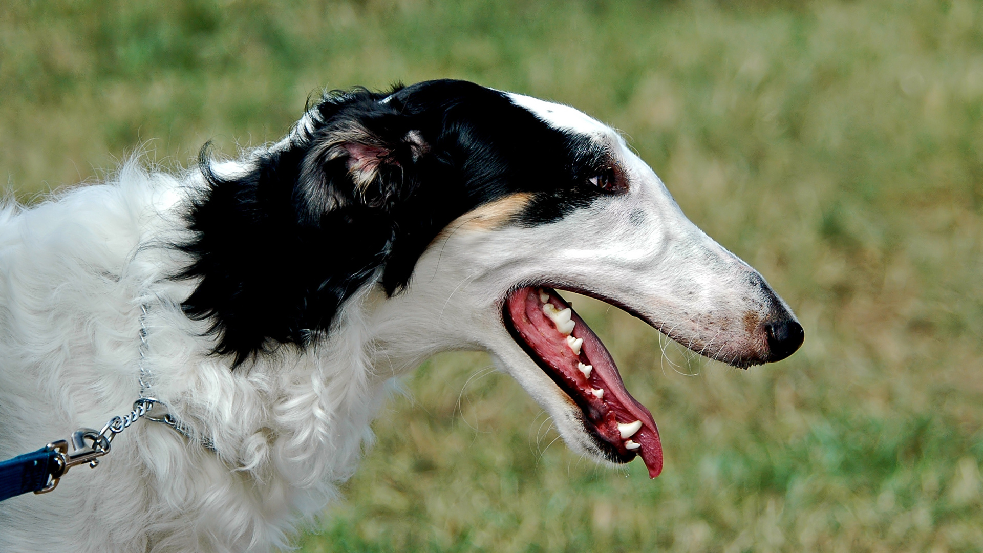 Милая борзая собака