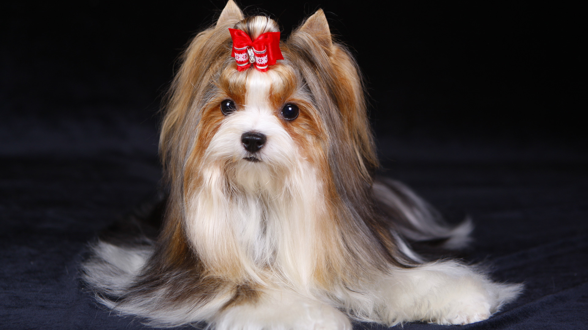 Милашка бивер йорк