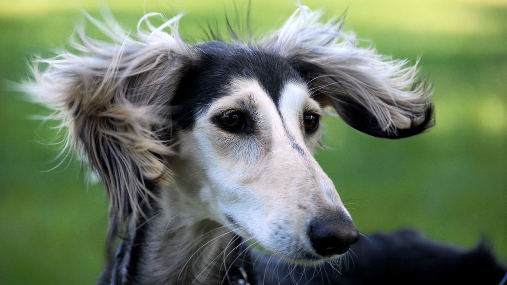 Милашка собака салюки