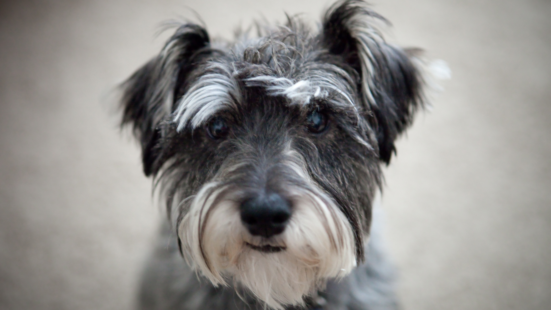 Милашка собака шнауцер