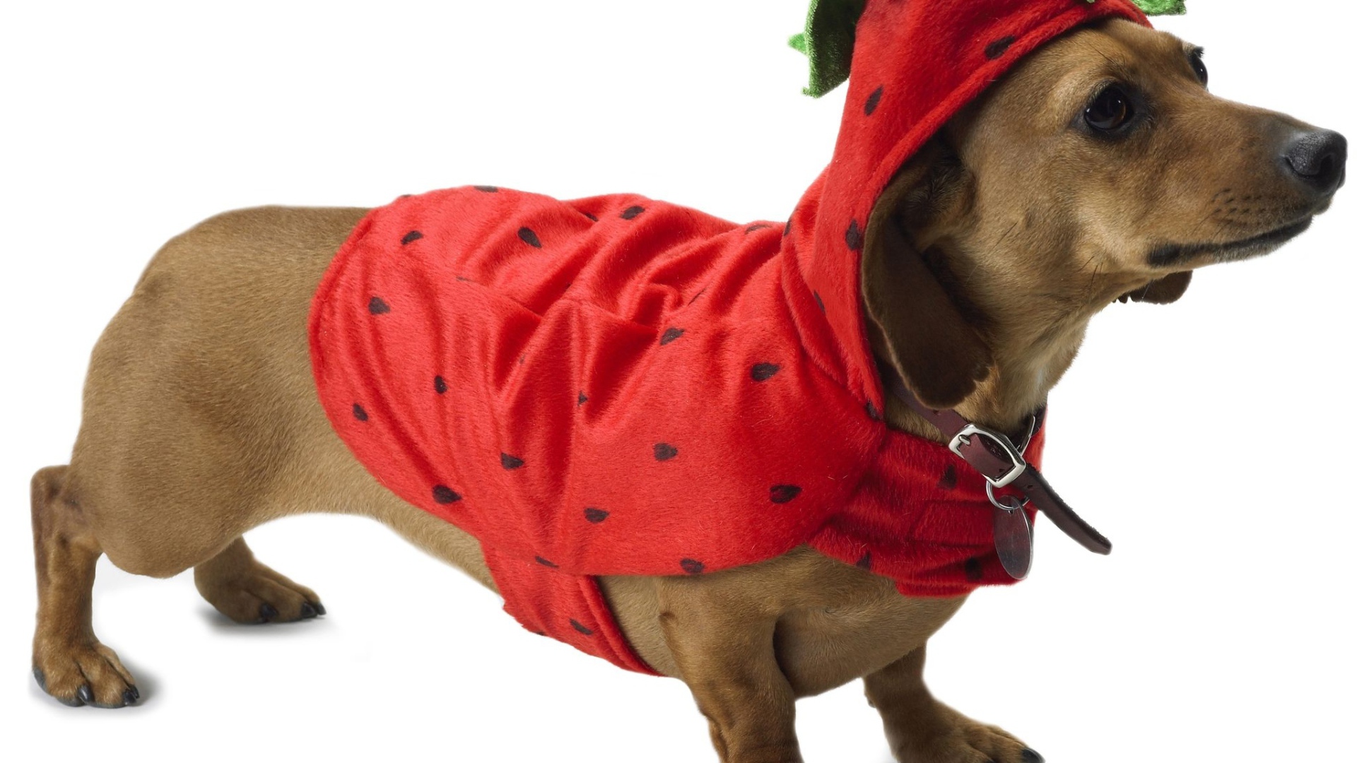 Такса в рождественском наряде