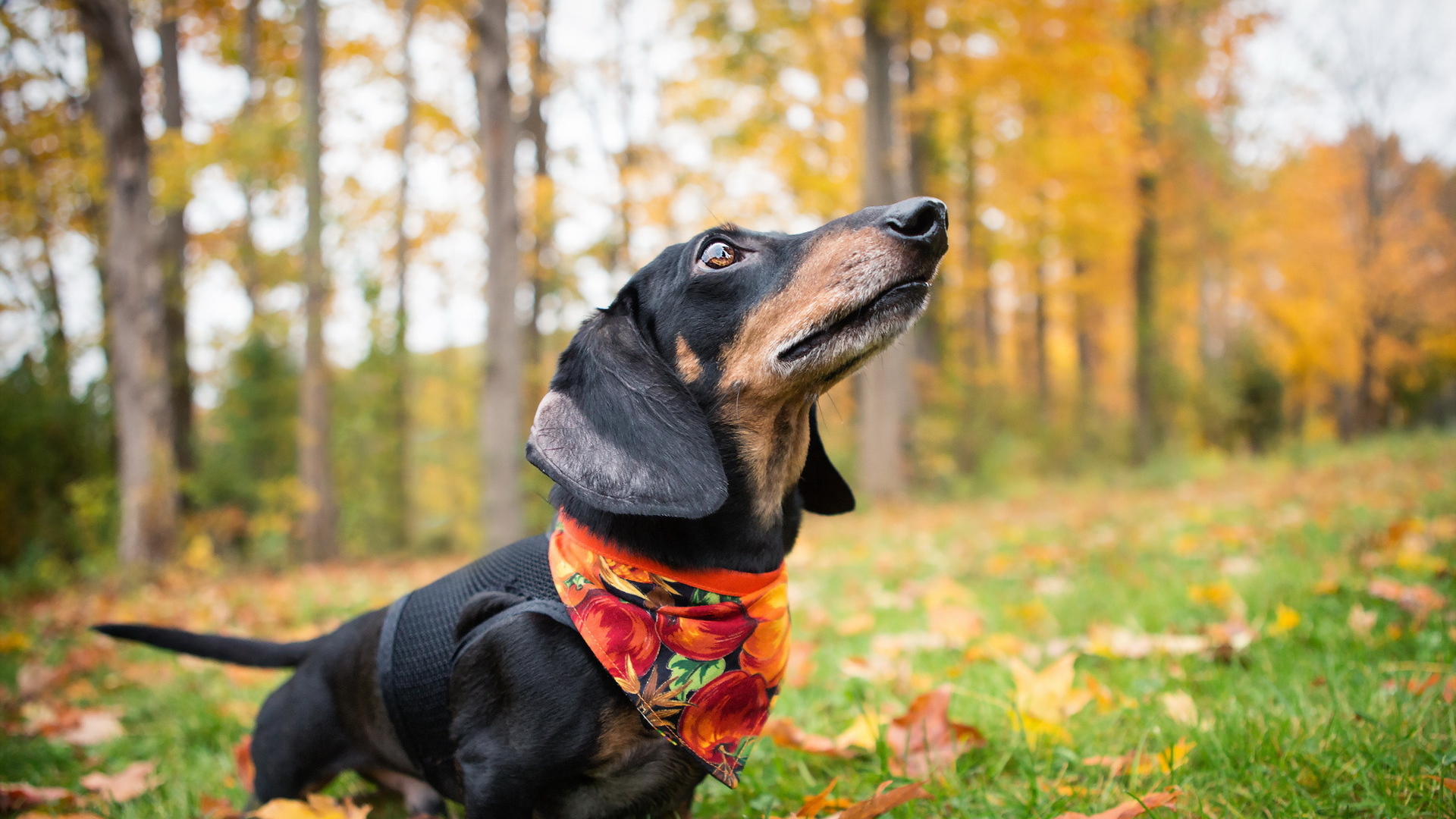 Такса в осеннем лесу
