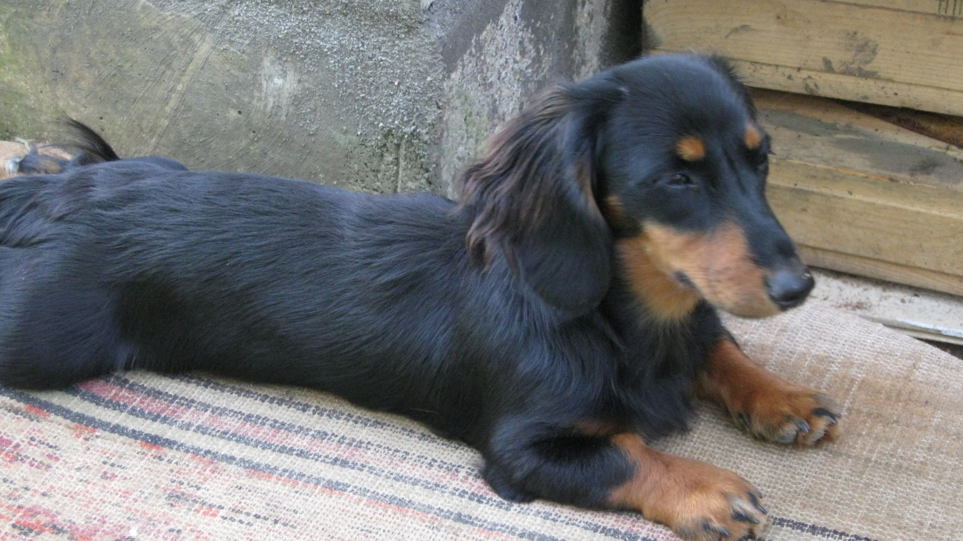 Такса лежит на подстилке