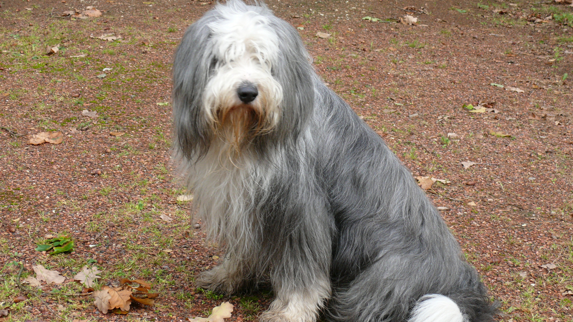 Темный окрас бобтейла