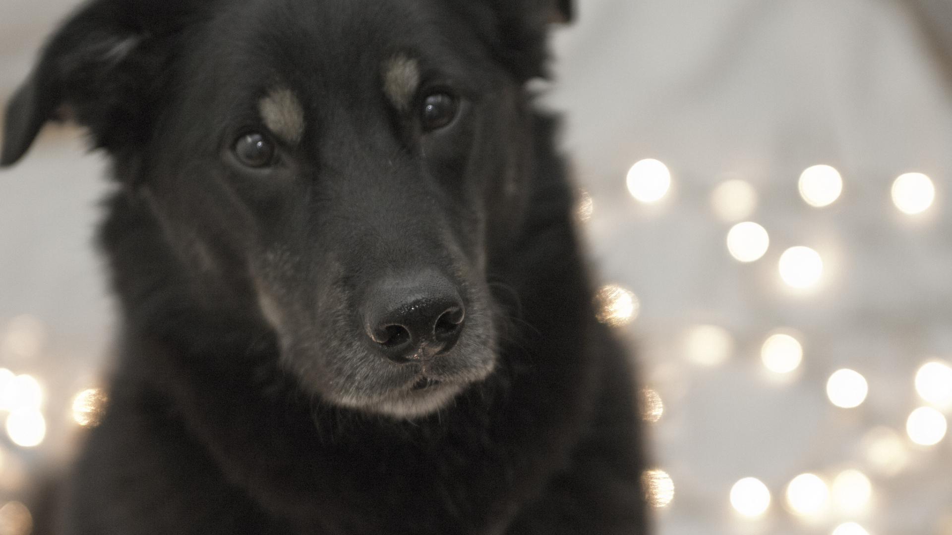 Преданный взгляд собаки чинук