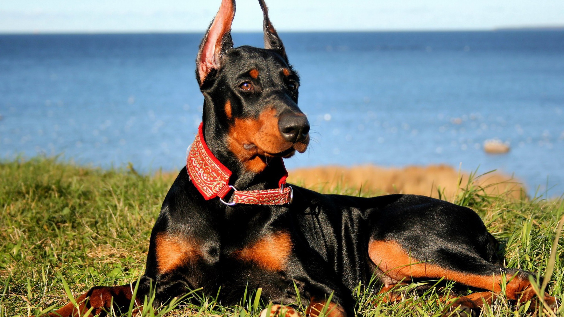 Доберман на побережье