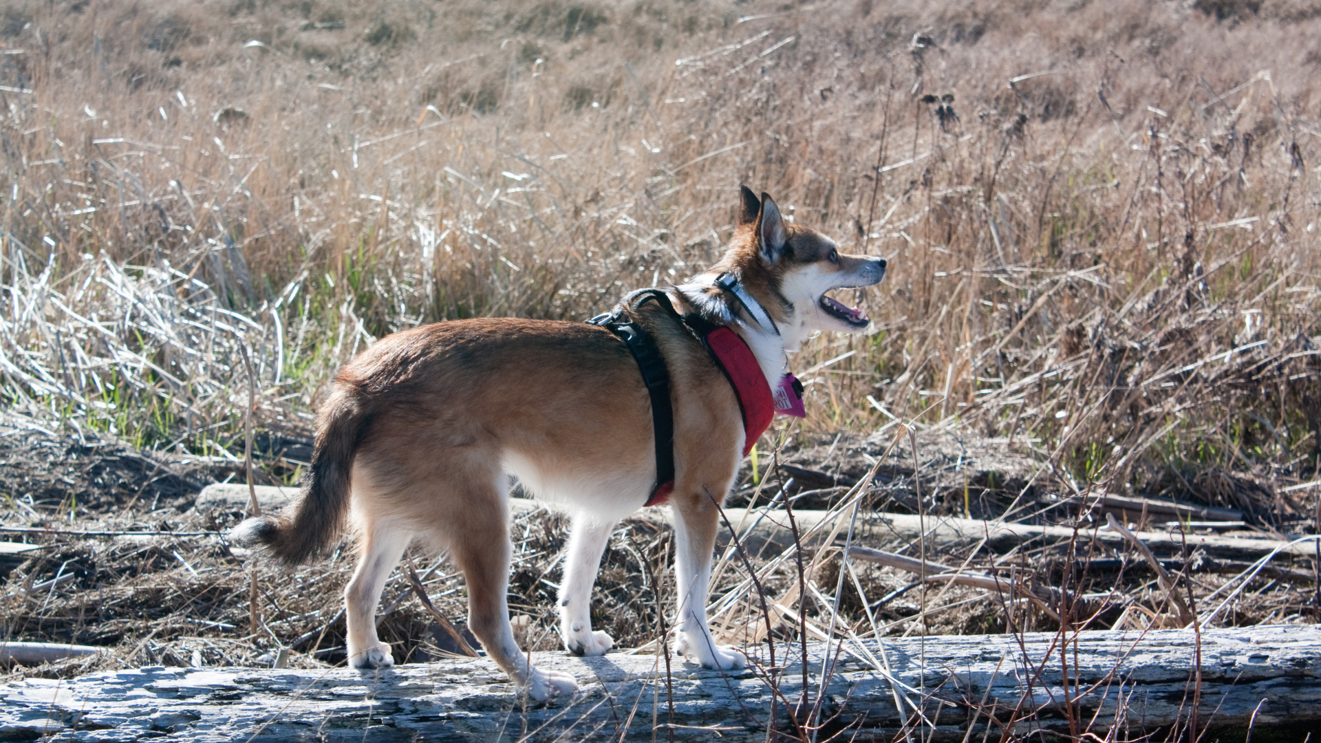 Собака норвежский лундехунд