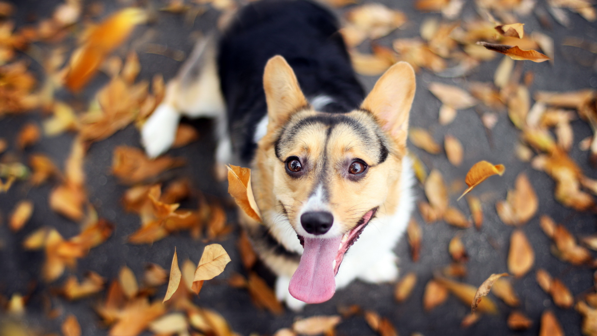 Собака и осенние листья