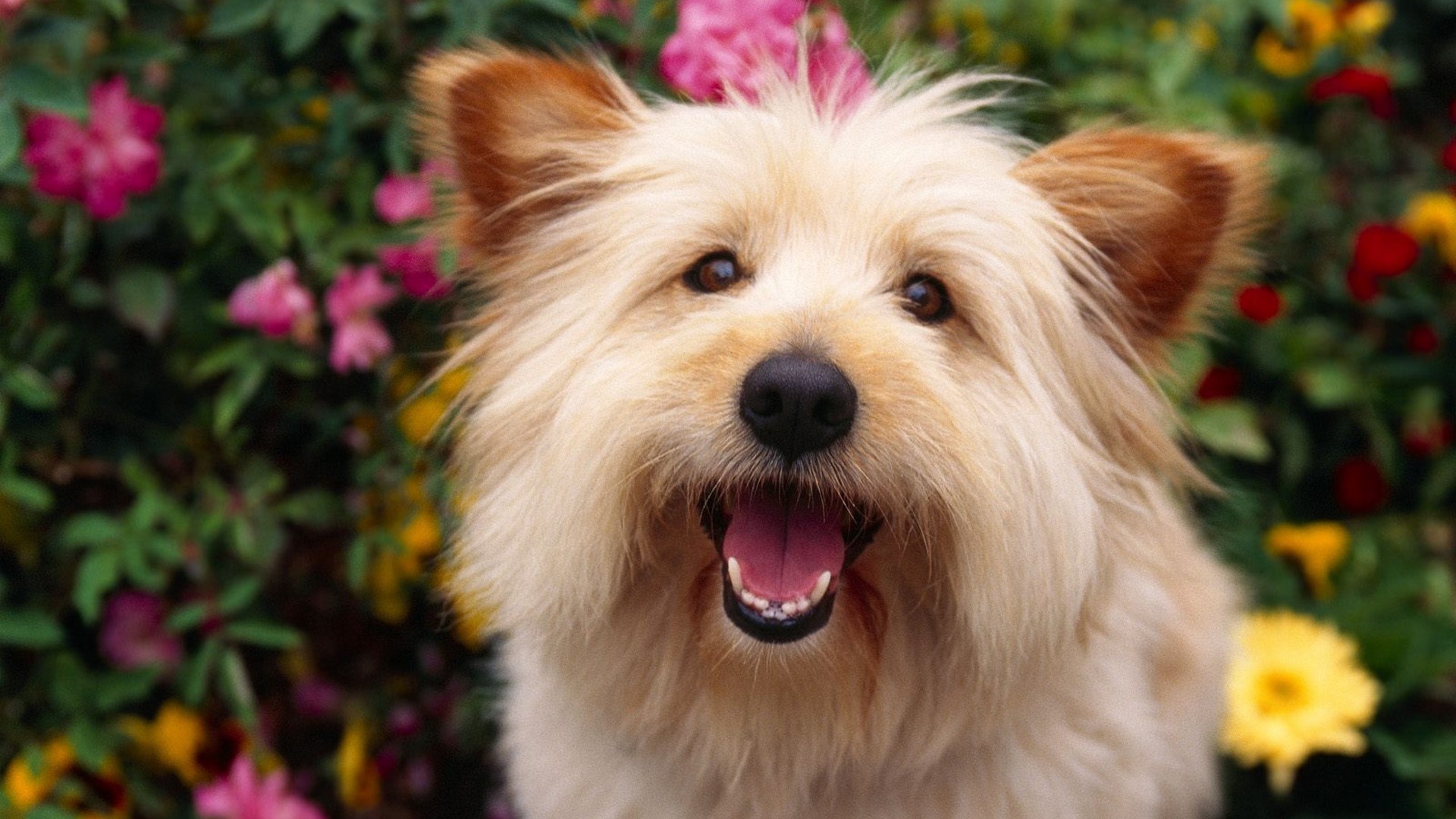 Собака выражает радость