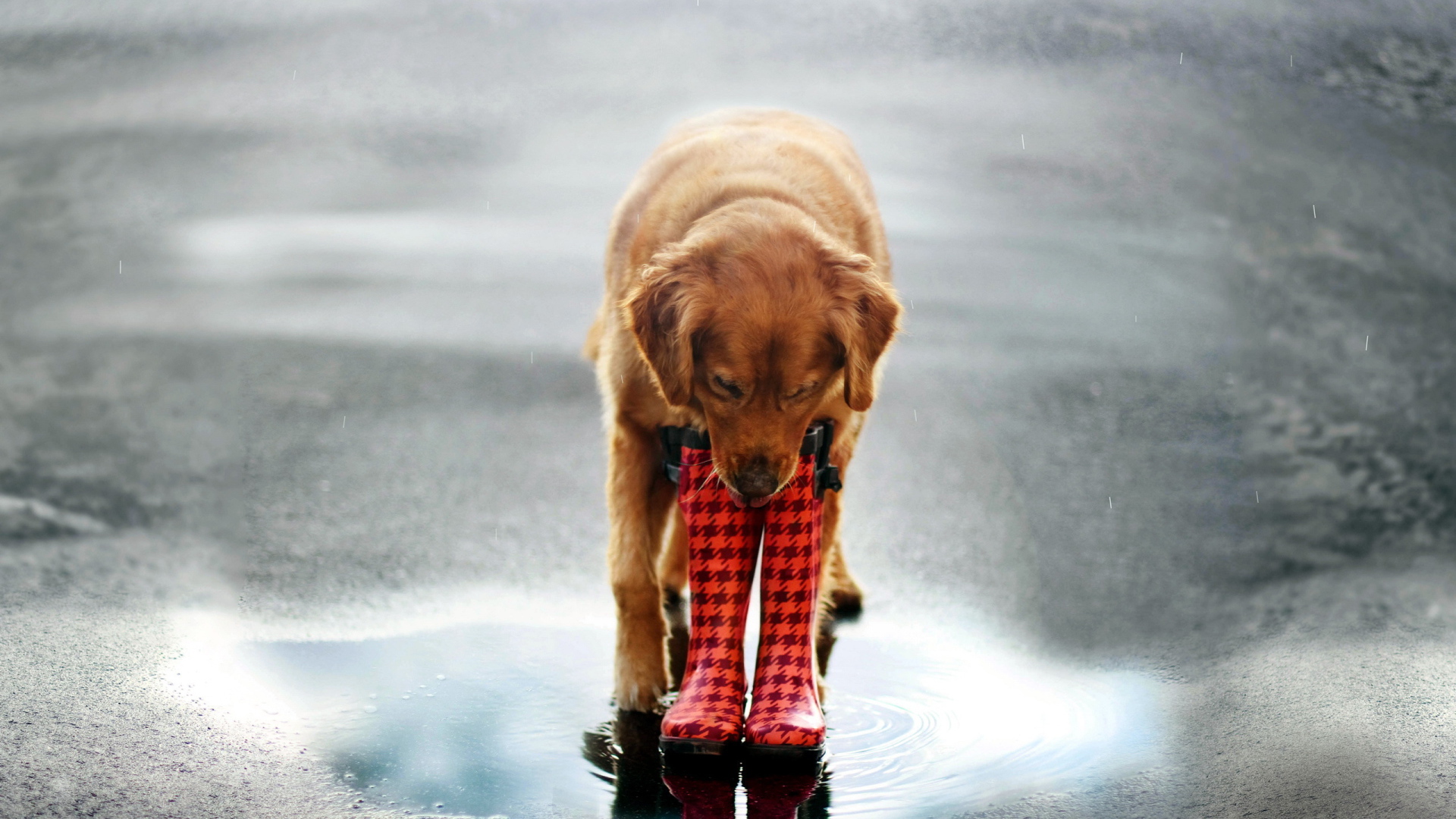 Собака в сапогах