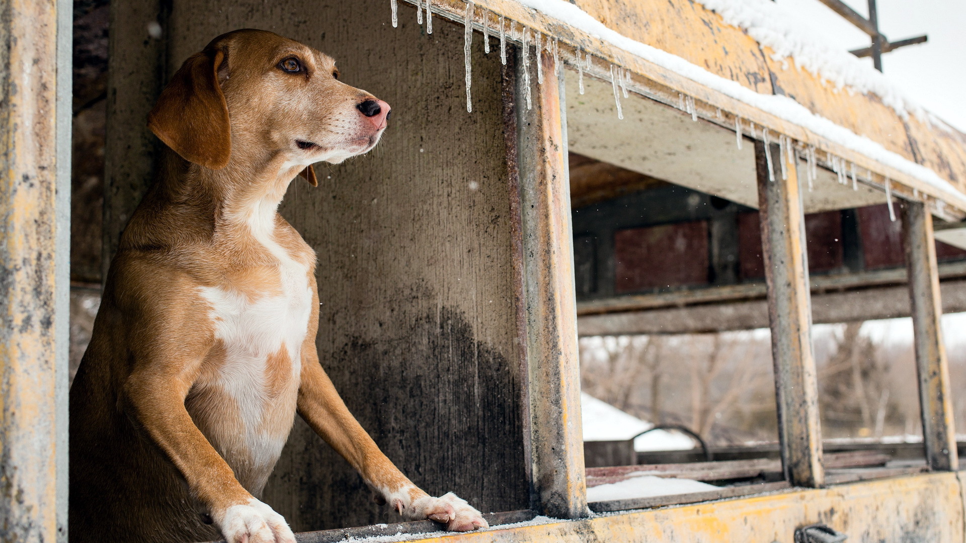 Собака смотрит в окно