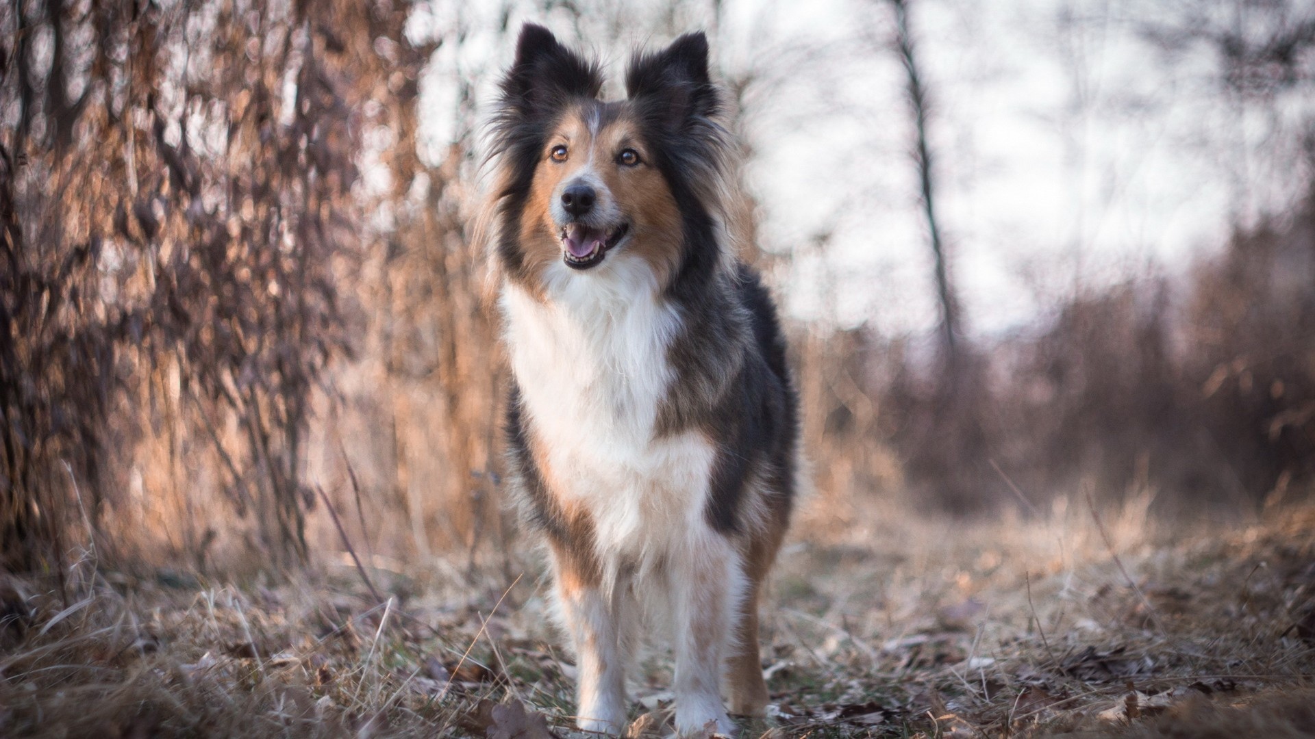 Cобачка на сухой траве
