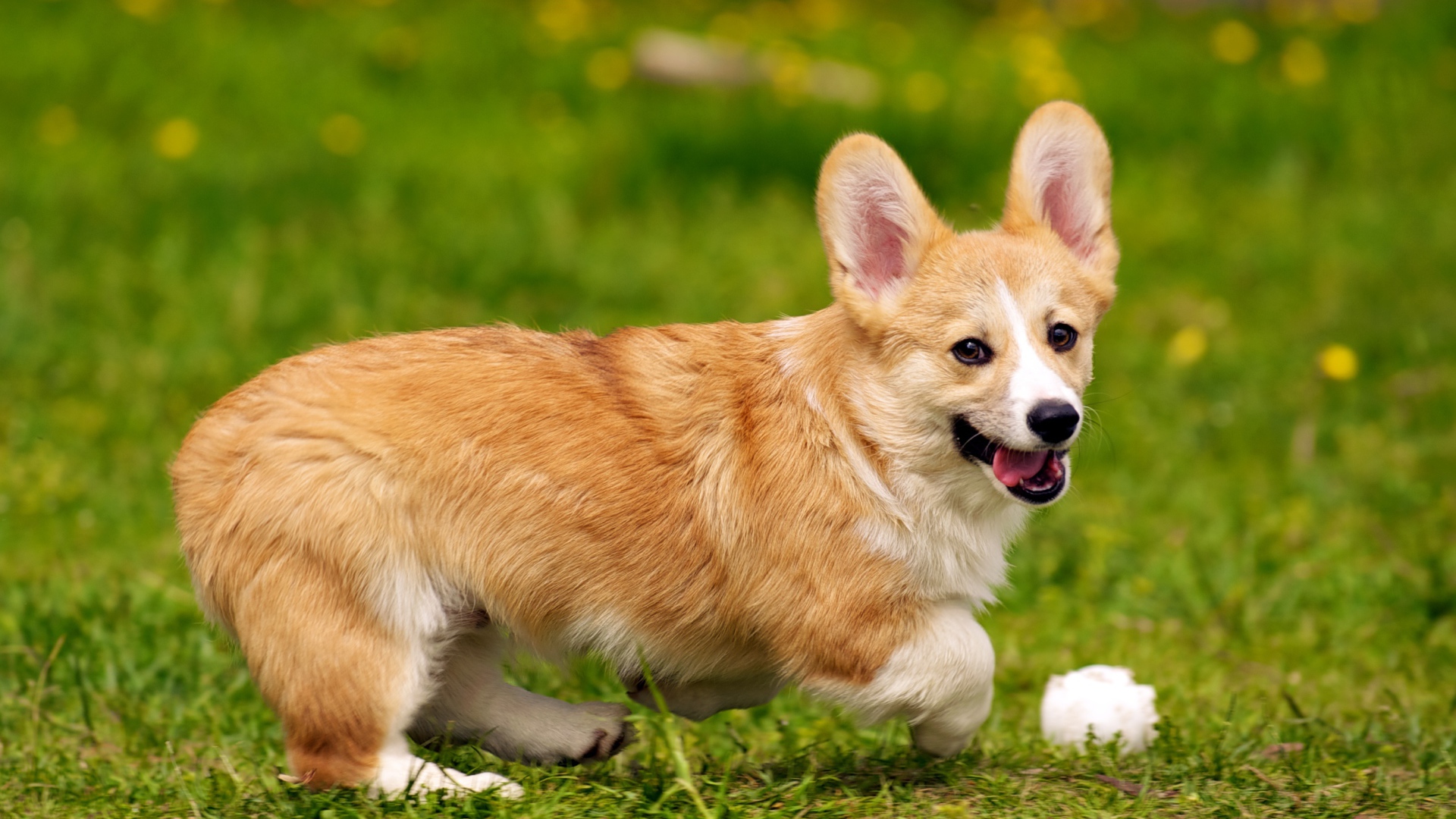 Собака вельш-корги играет с мячом