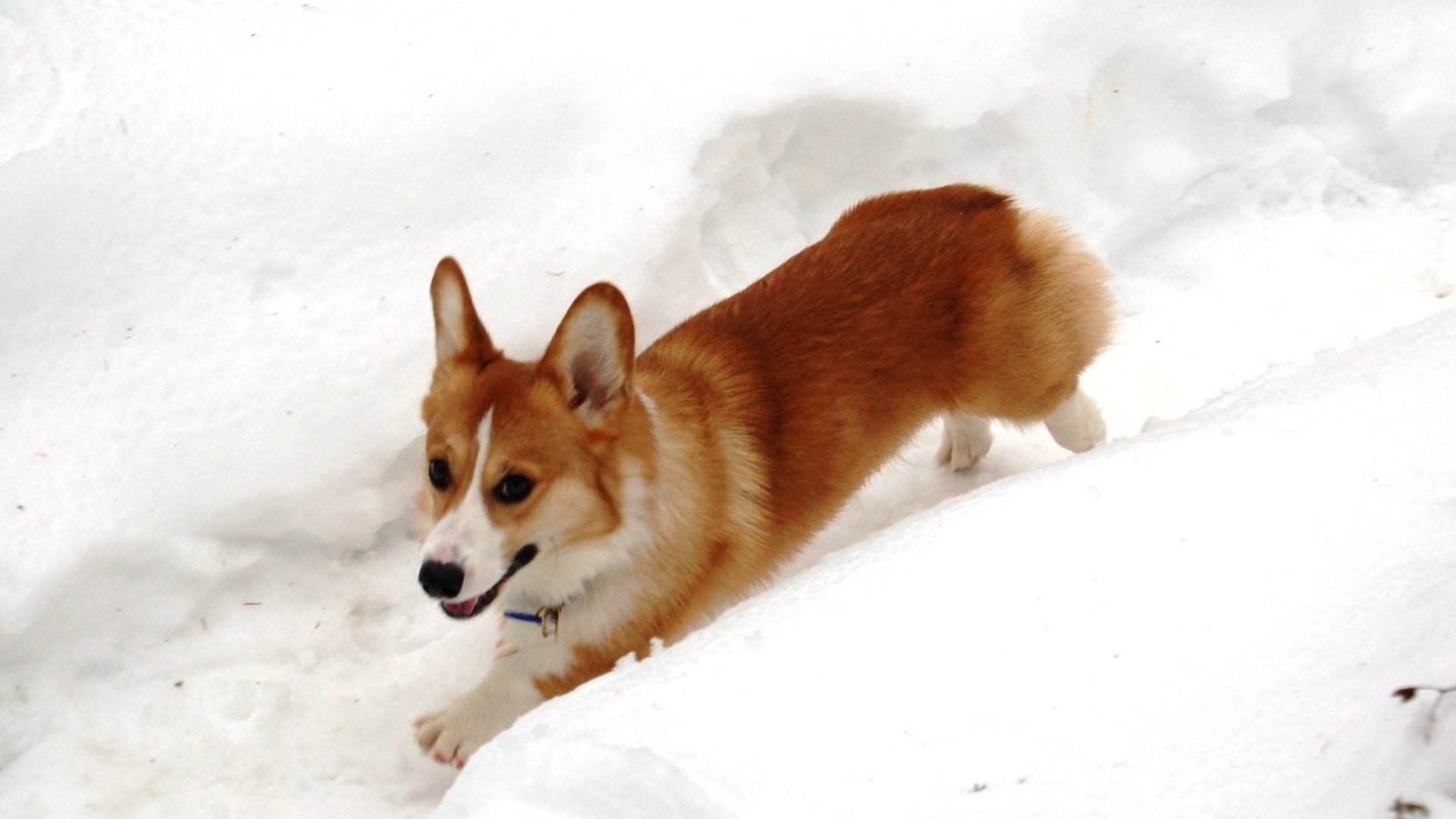 Собака вельш-корги бежит в снегу