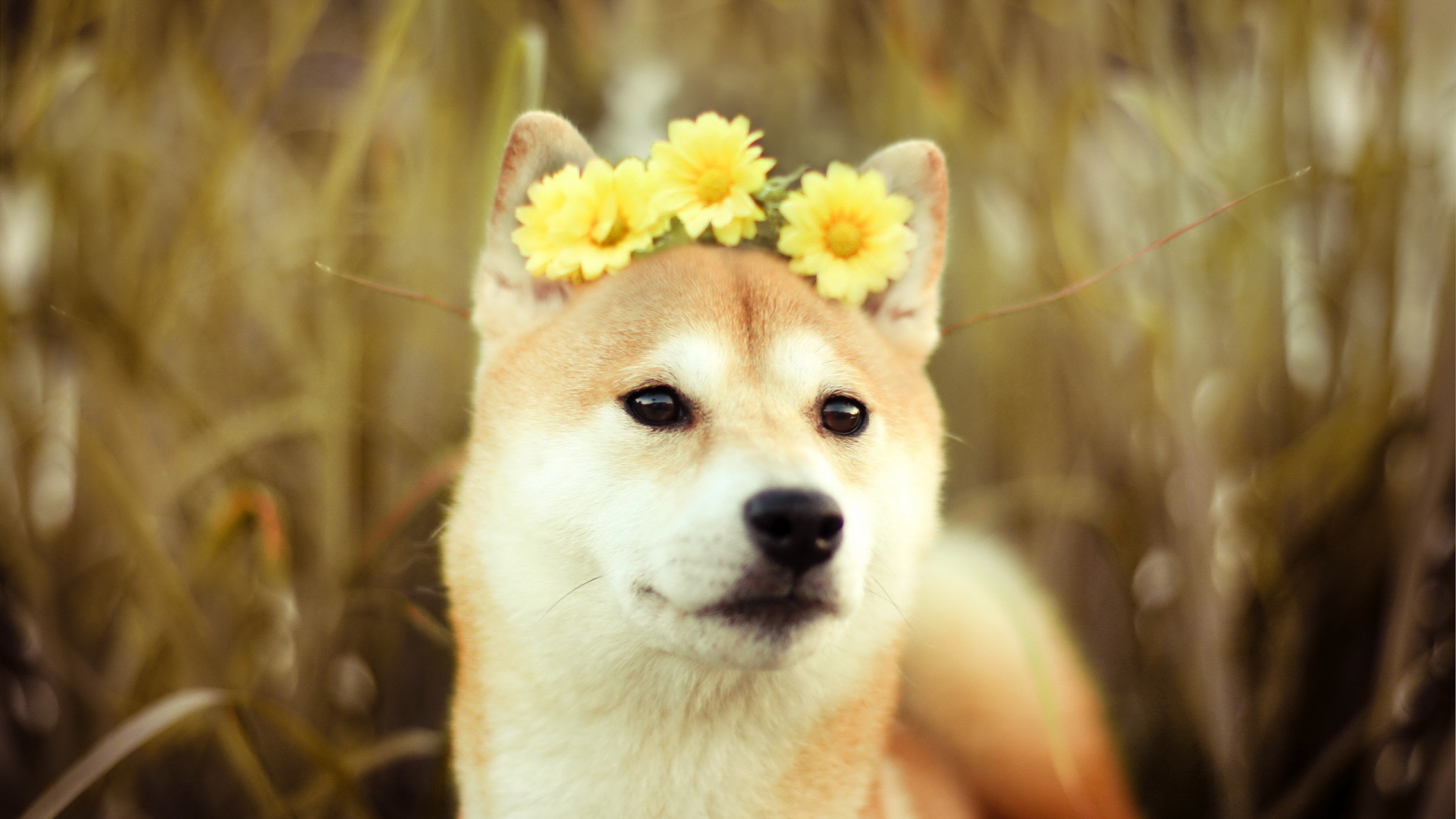 Собака с цветами на голове