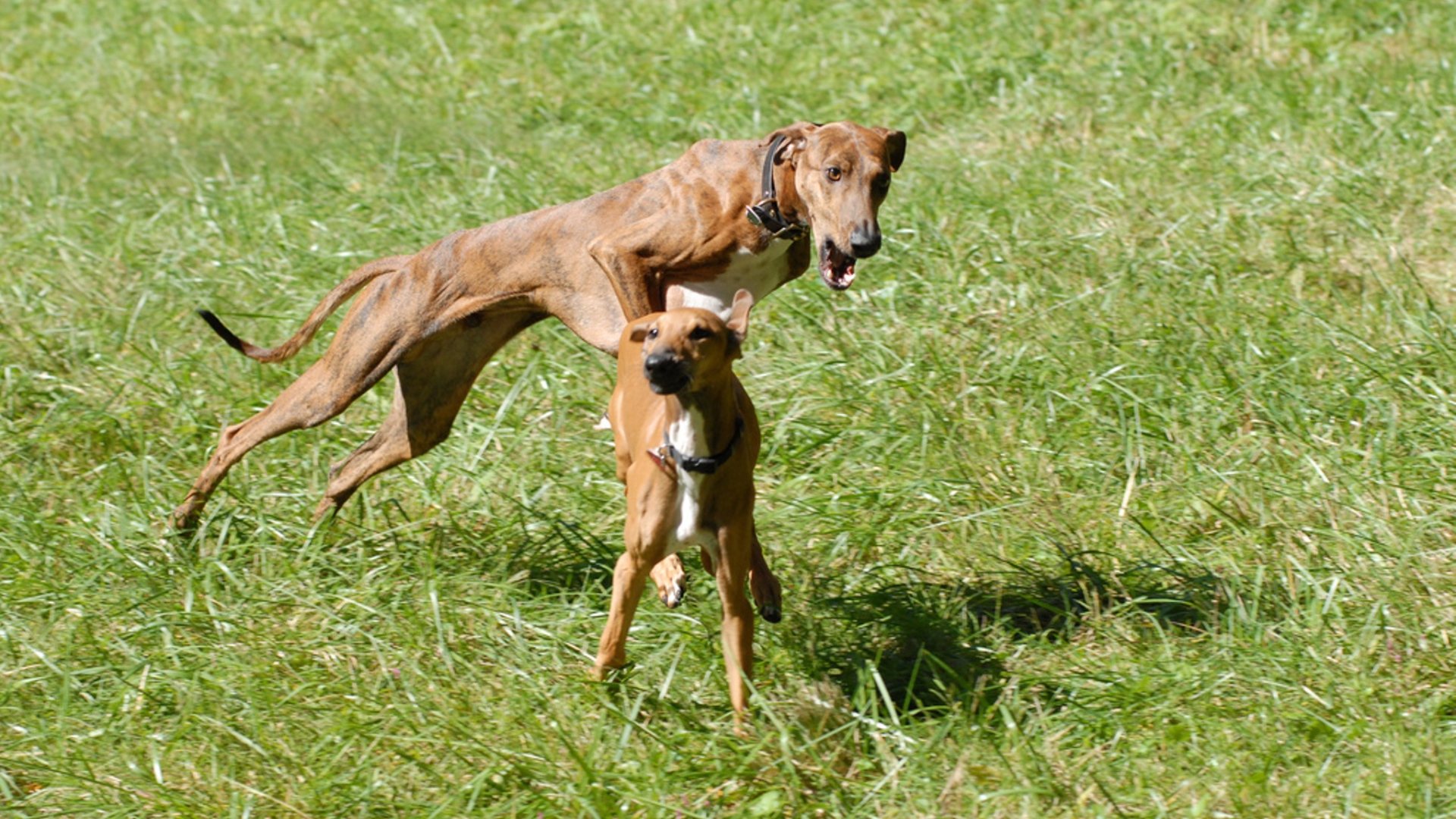 Собаки азавак играют