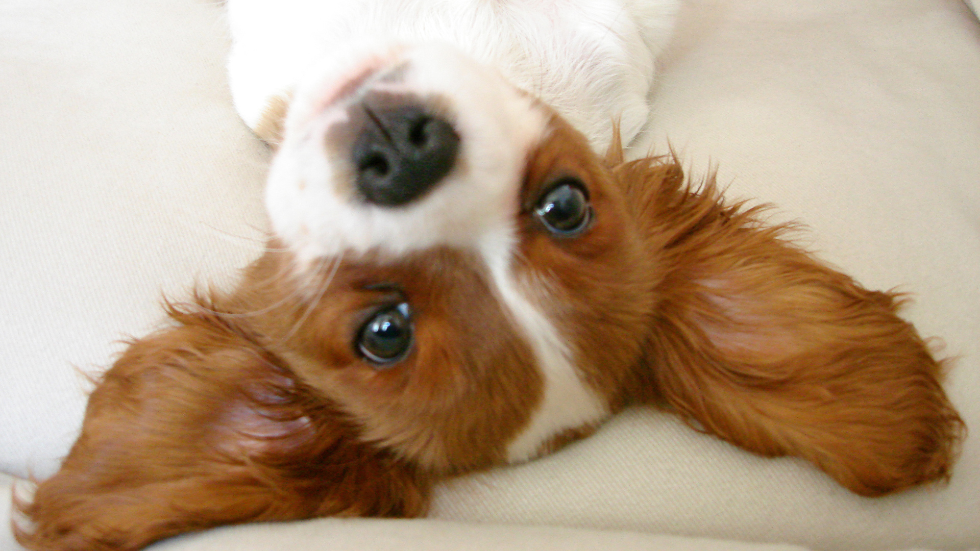 Ушастый кавалер кинг чарльз спаниель