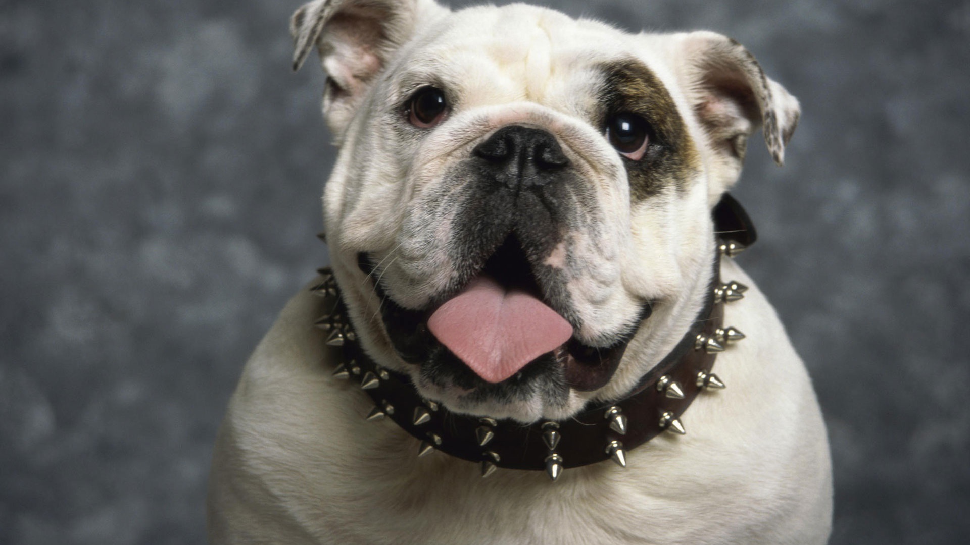 Английский бульдог 