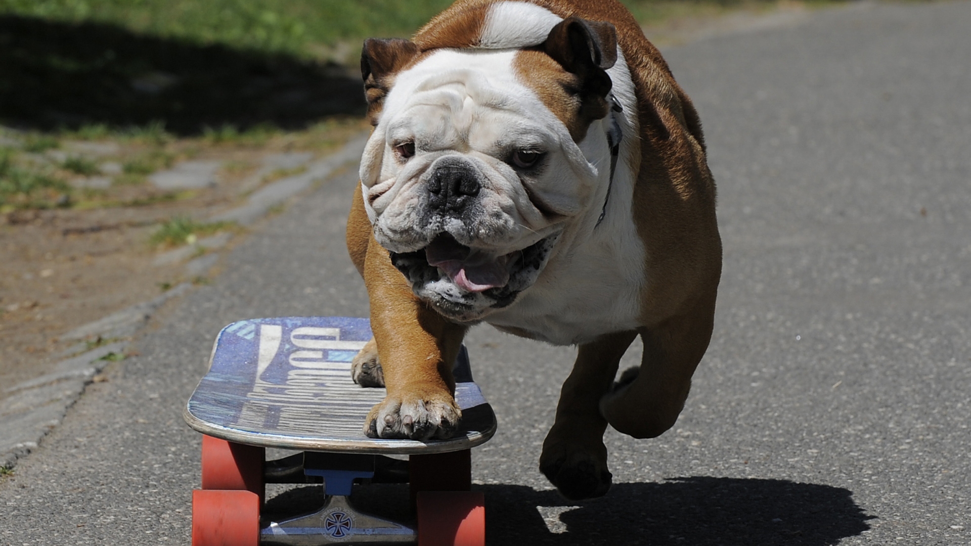 Английский бульдог на скейте