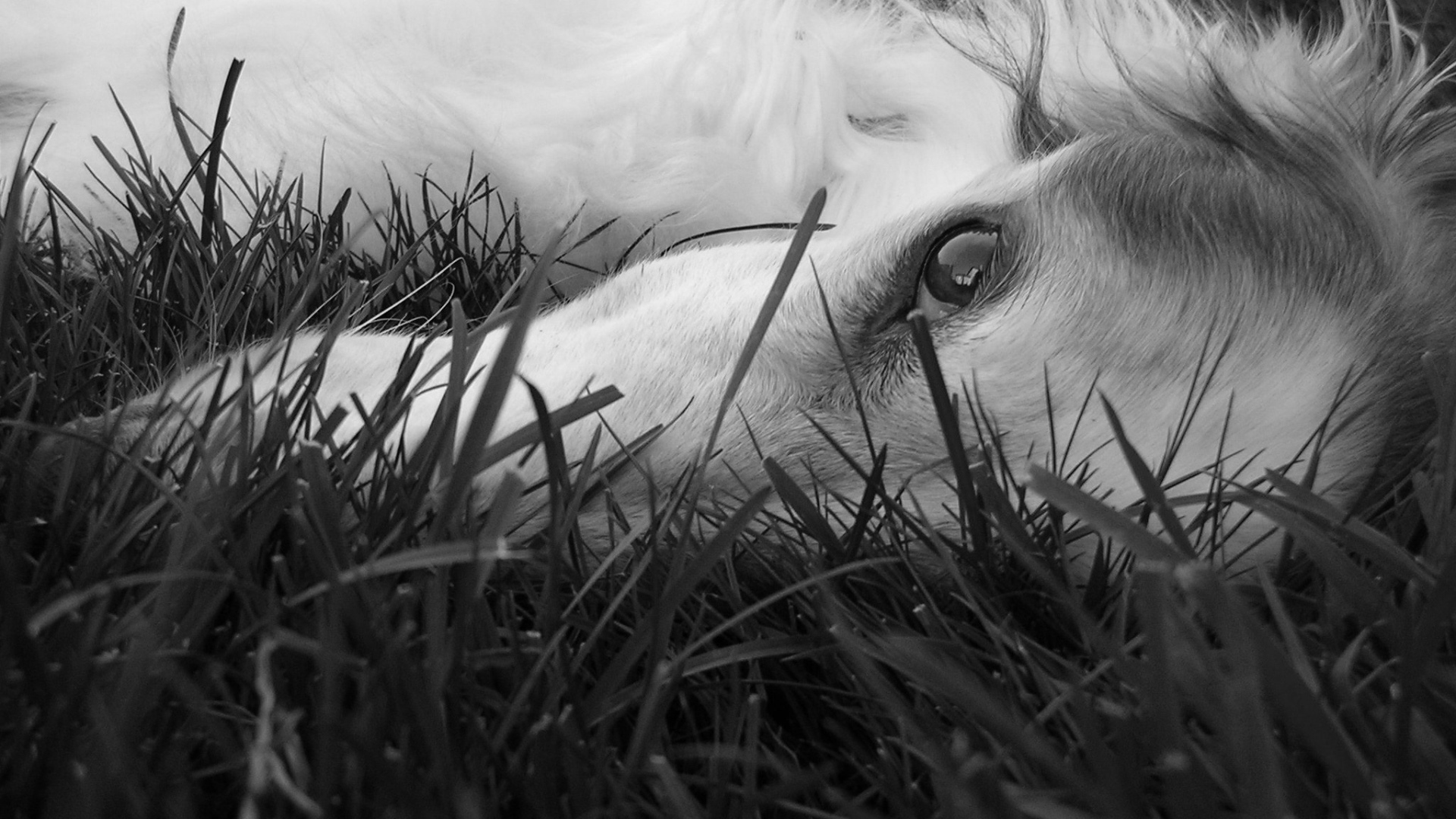 Глаза борзой собаки