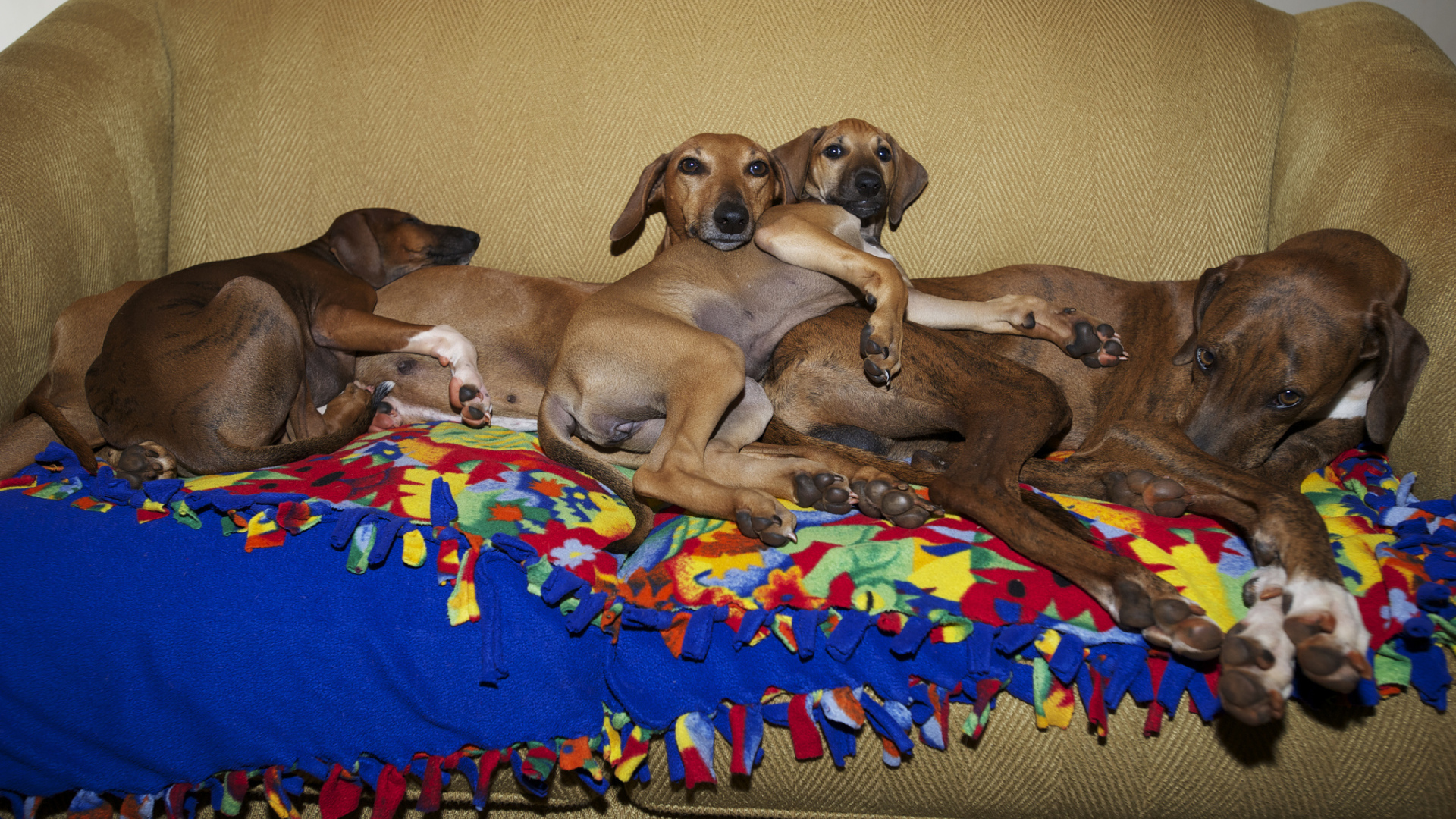 Семейство собак азавак