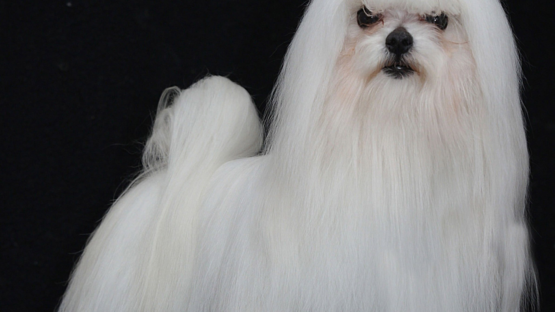 Модная мальтийская болонка