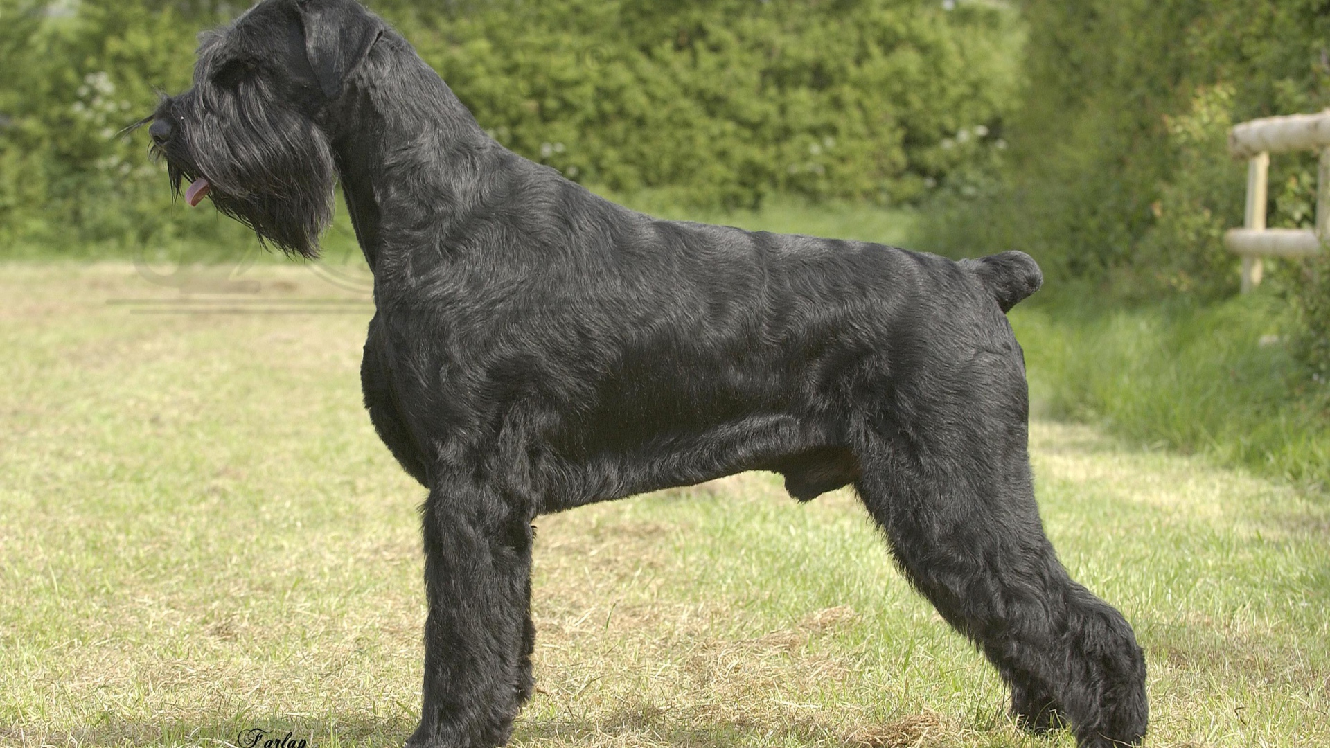 Черный пушистый шнауцер