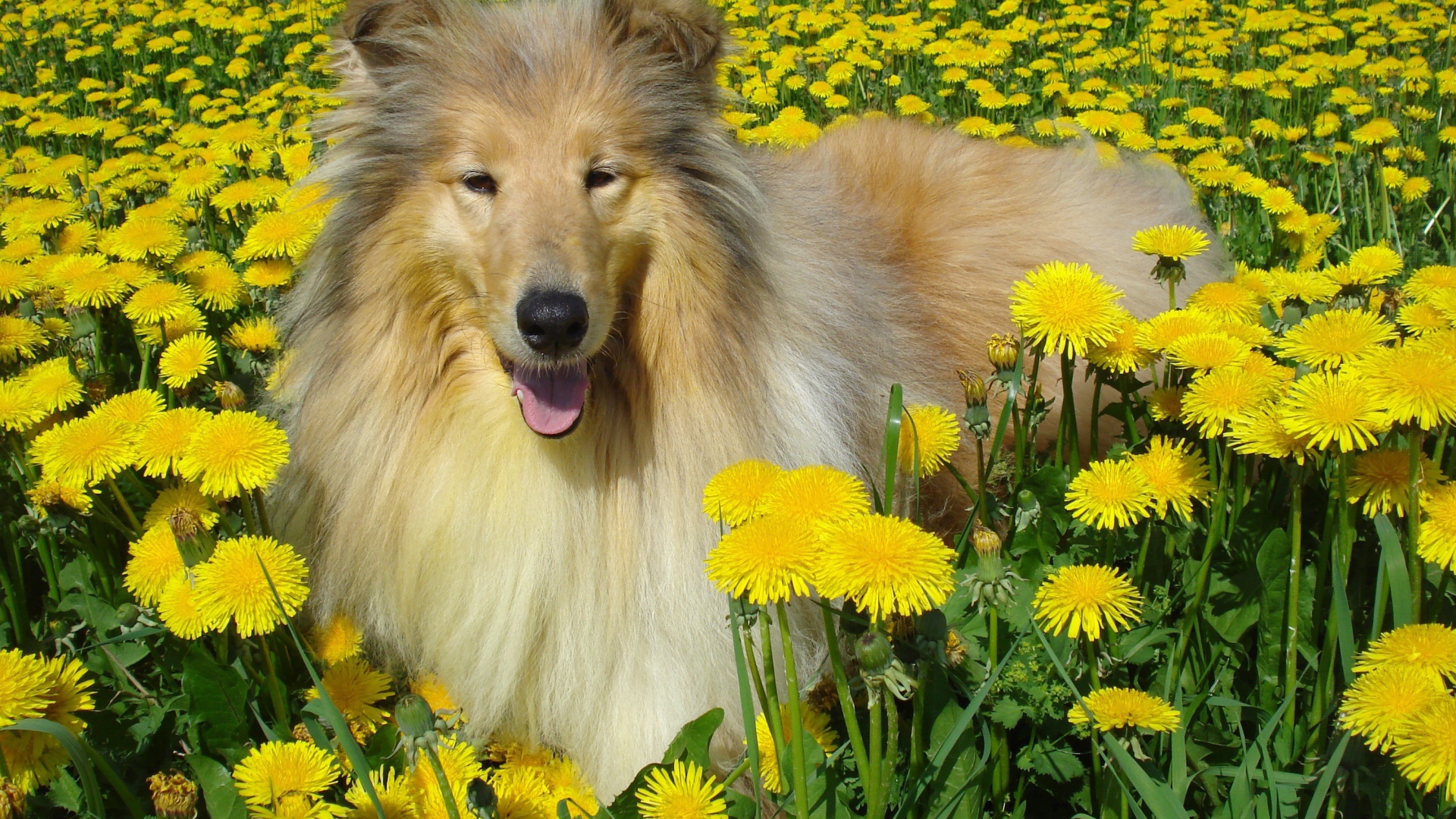 Пушистая колли среди одуванчиков