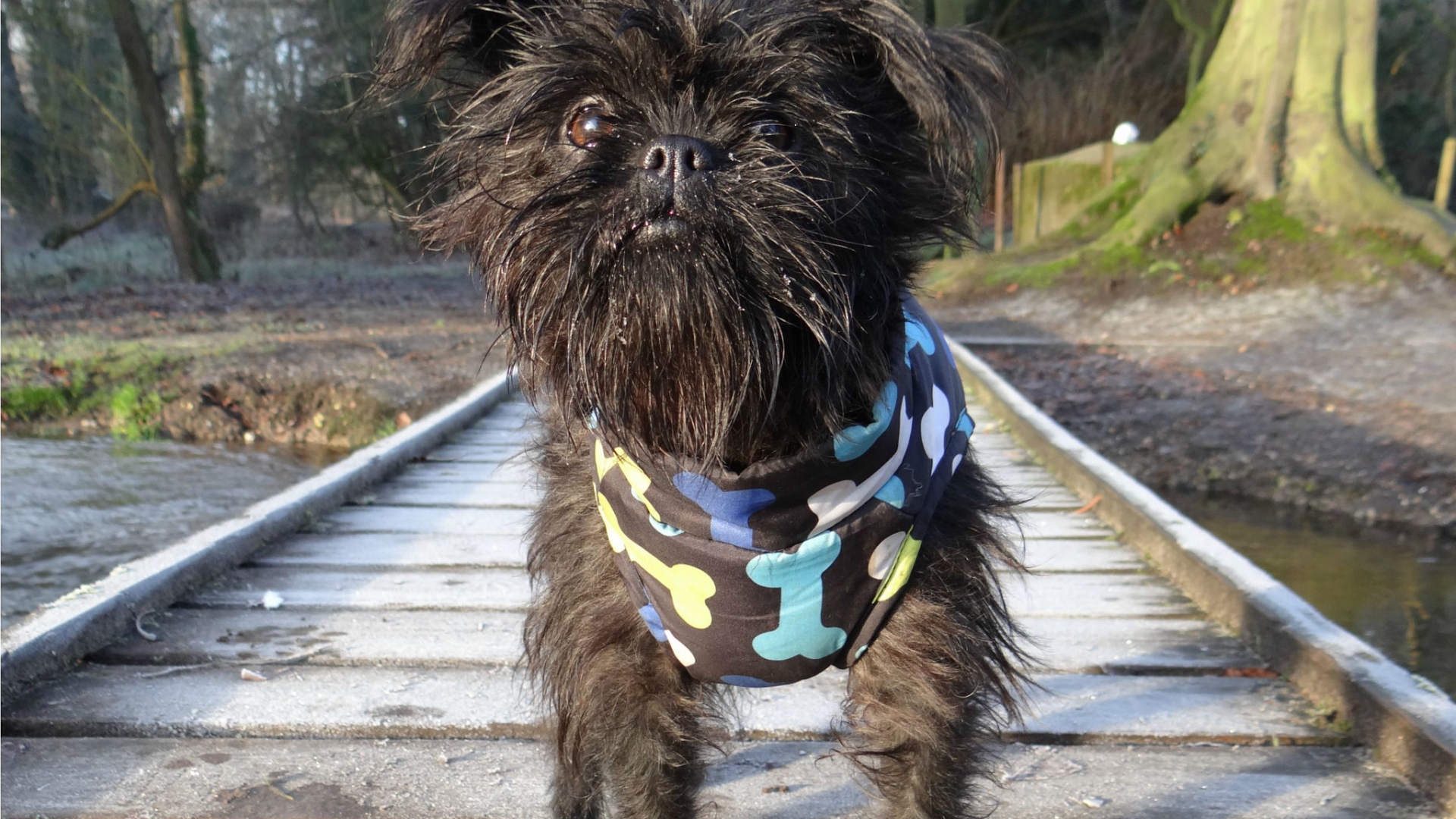 Забавный песик аффенпинчер