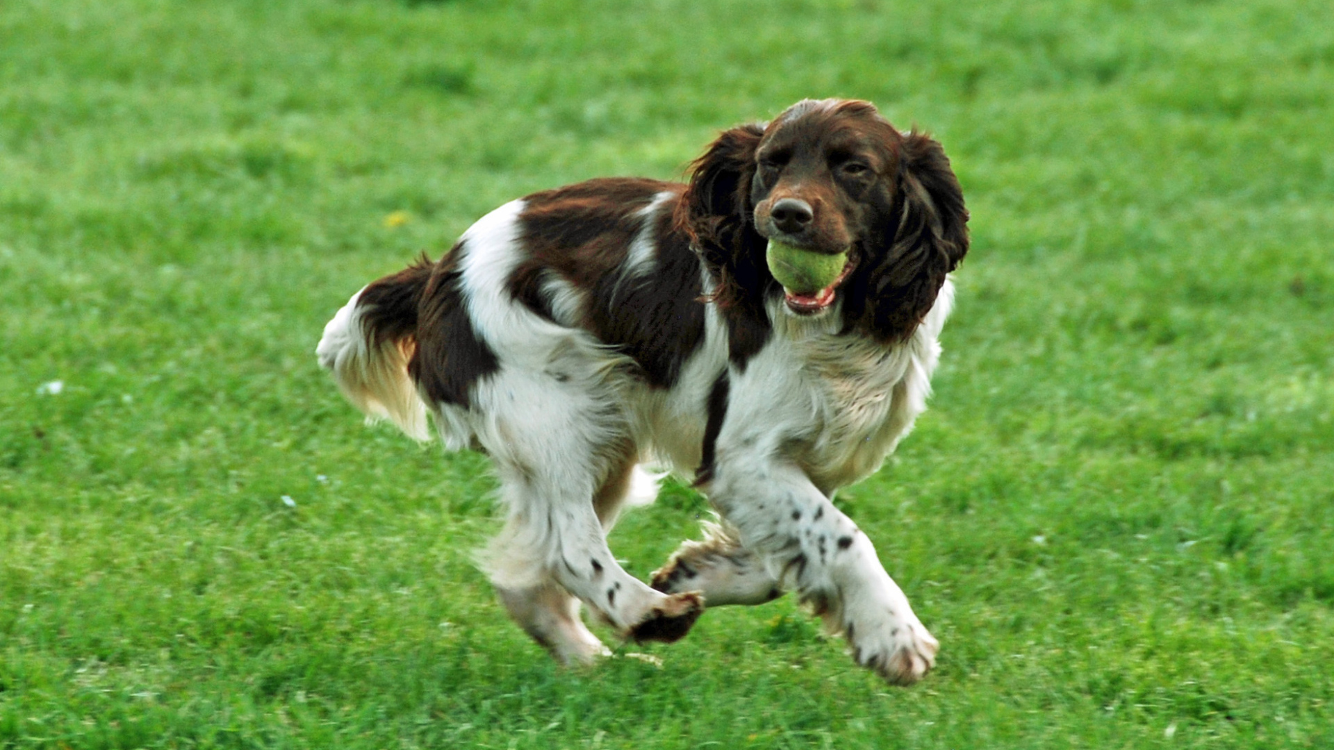 Забавный английский спрингер спаниель