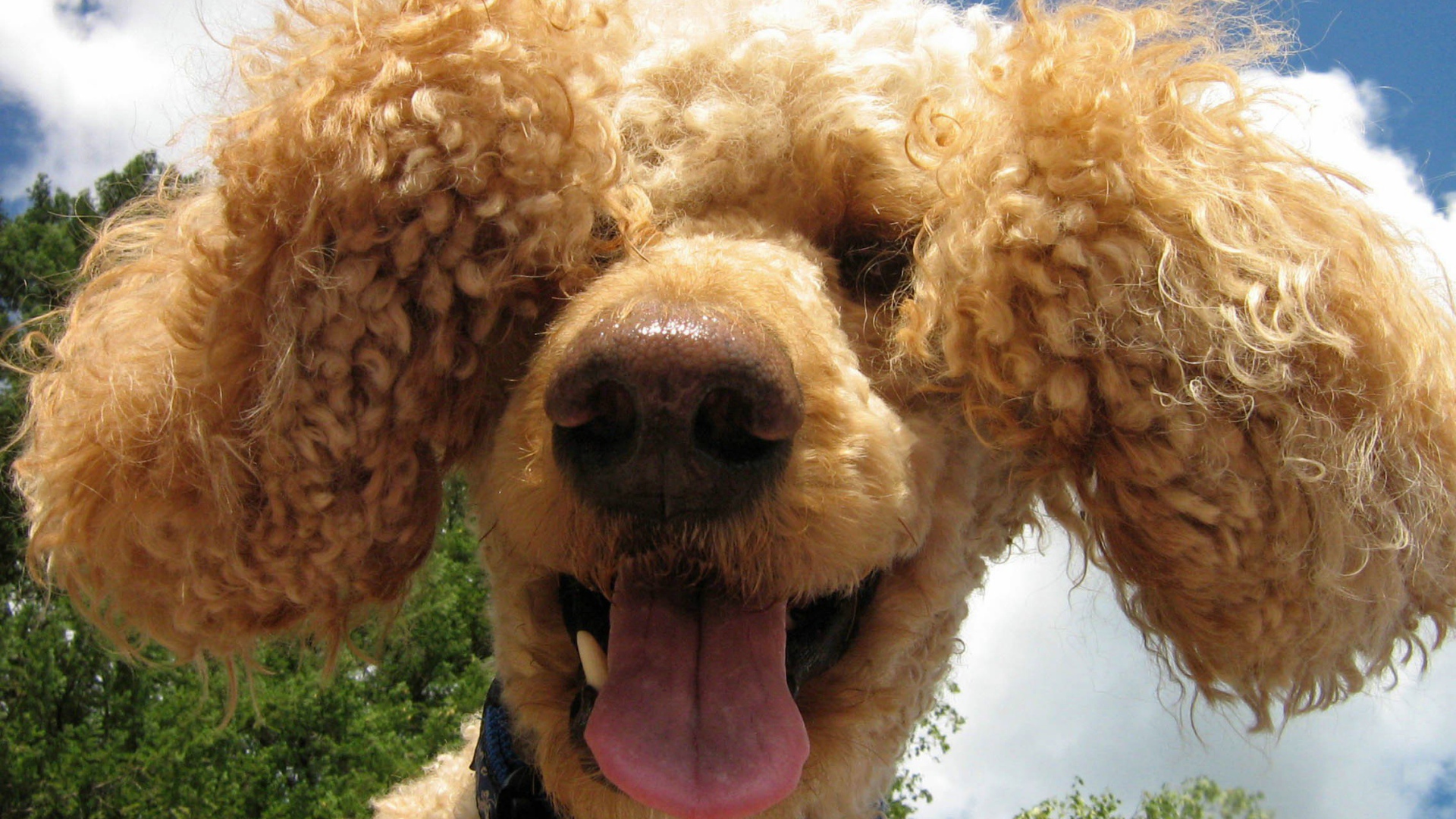 Забавный коричневый пудель