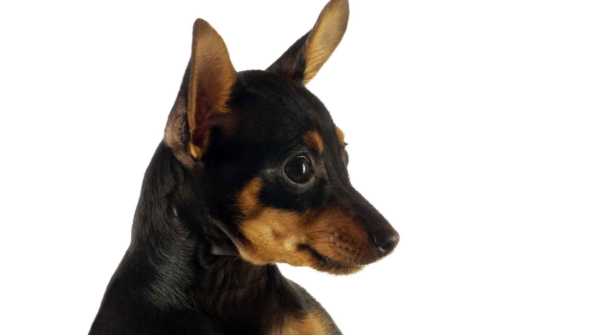 Забавная собака чихуахуа