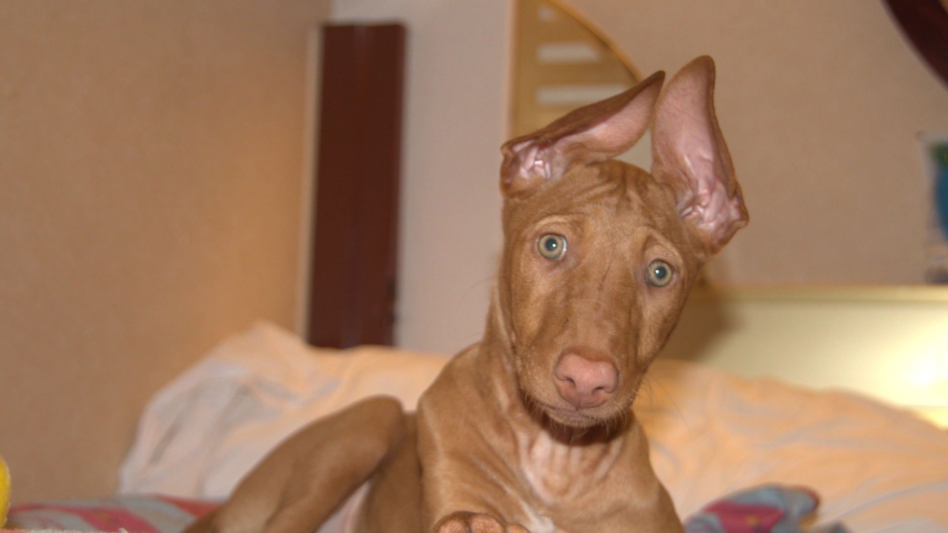 Забавные уши у фараоновой собаки