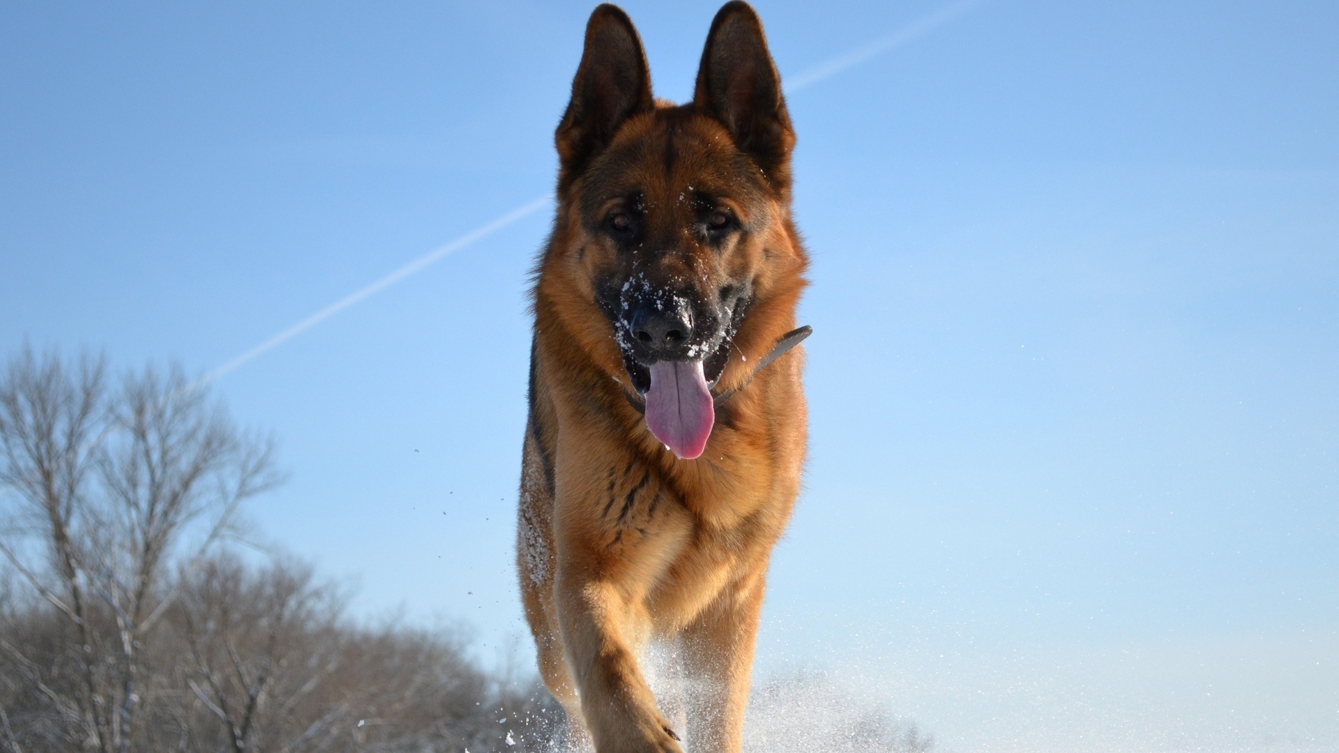 German Shepherd on a winter day