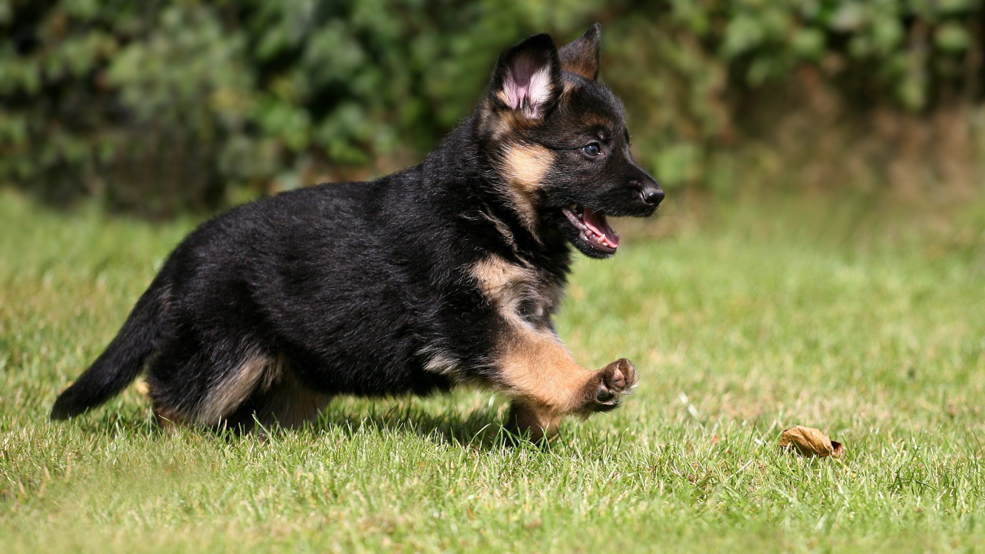 German Shepherd puppy runs on grass