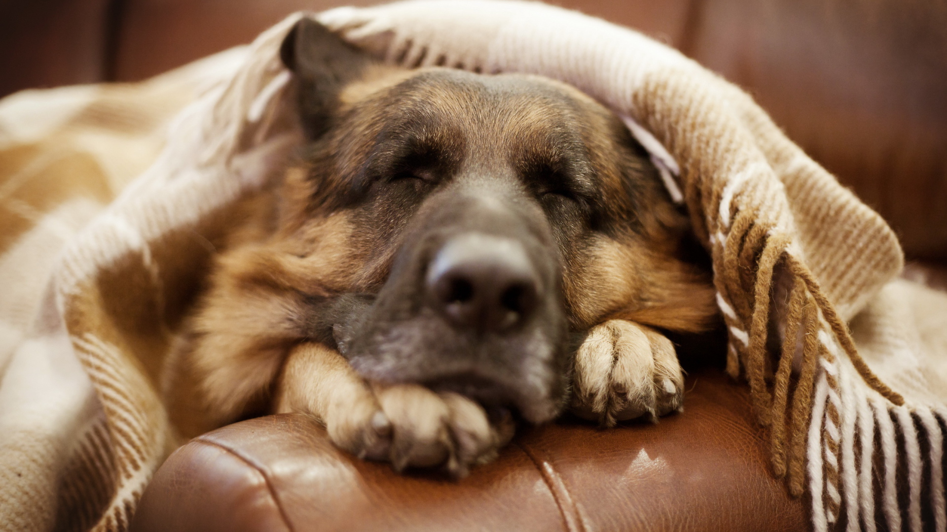 Немецкая овчарка спит