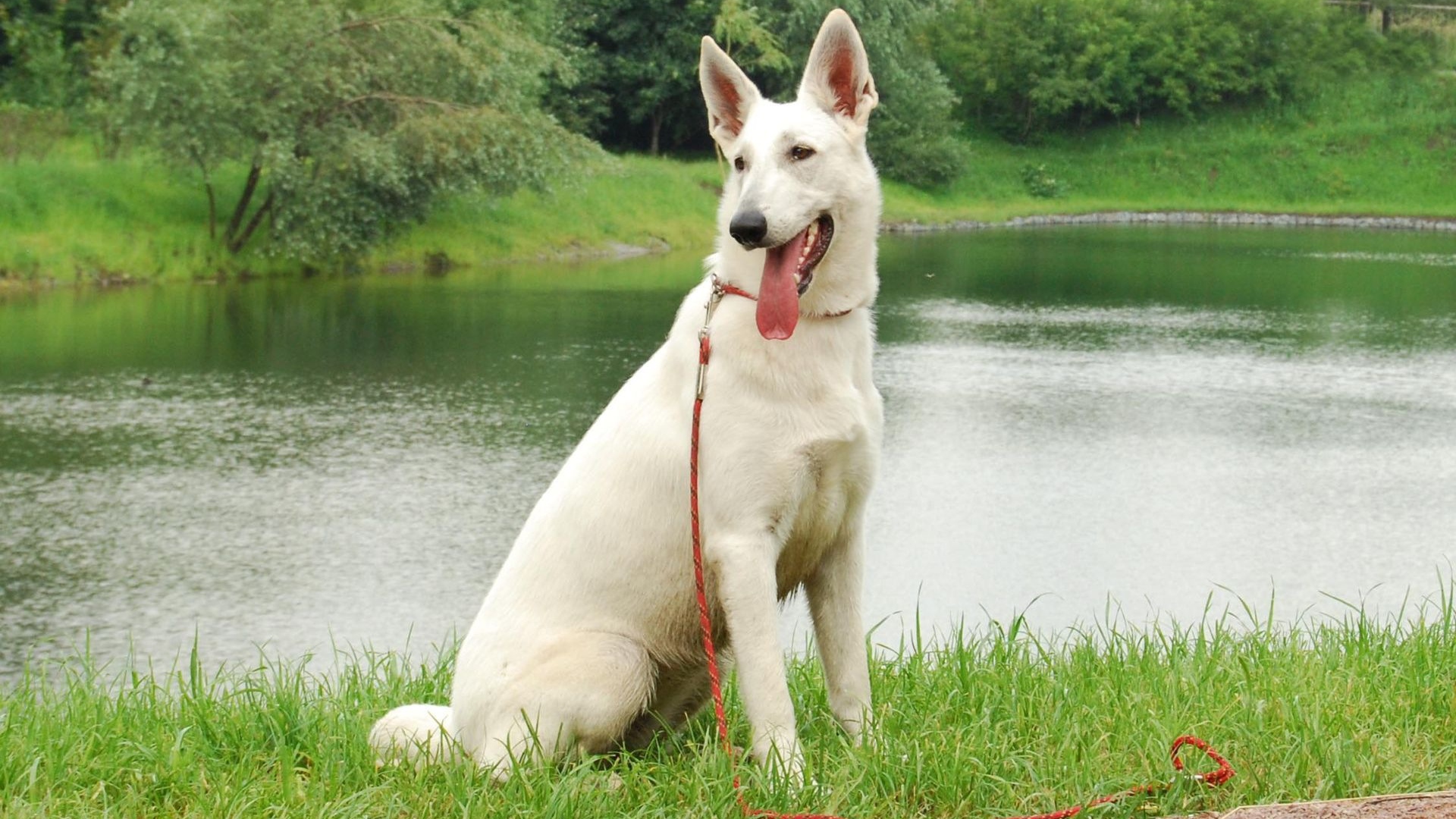 Немецкая овчарка белого цвета