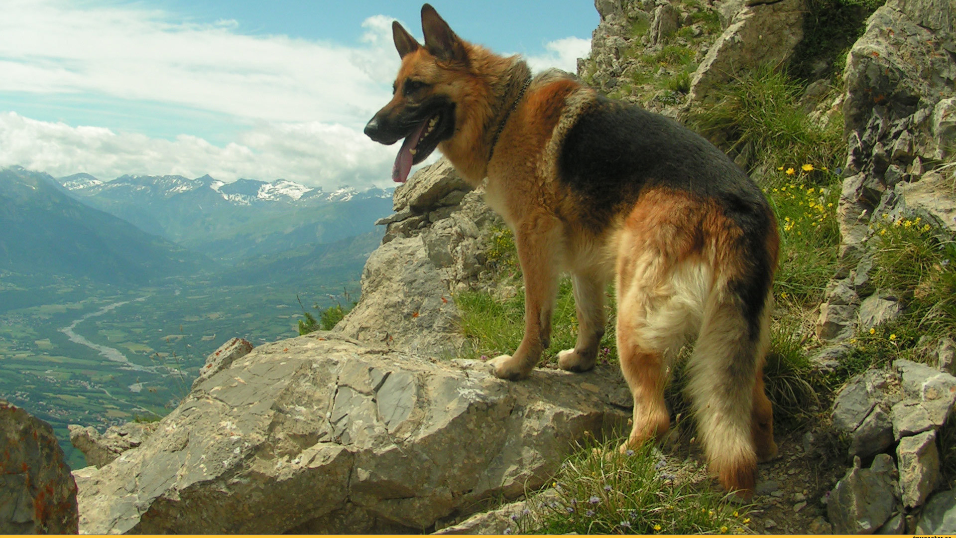 Немецкая овчарка среди скал