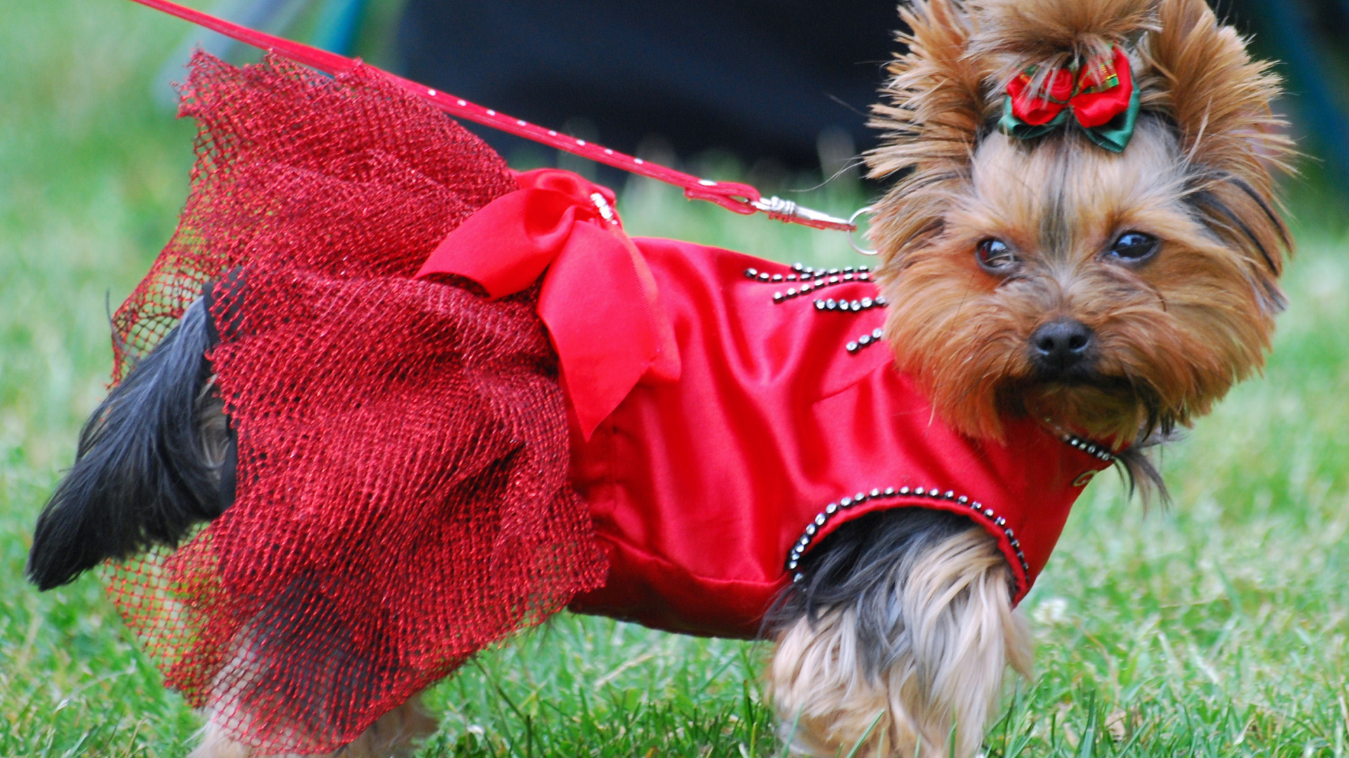 Девочка йоркширский терьер