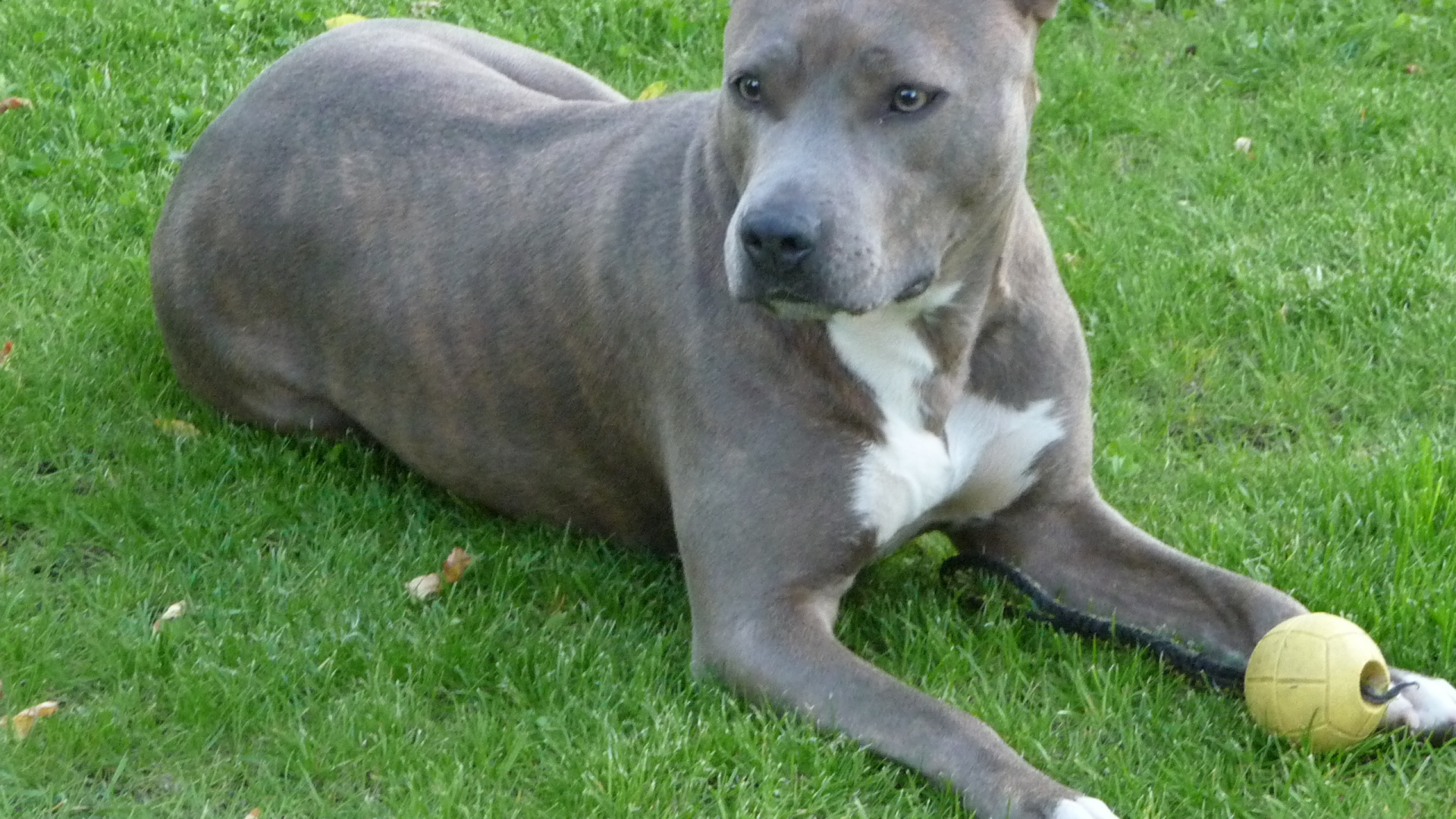 Серый американский стаффордширский терьер