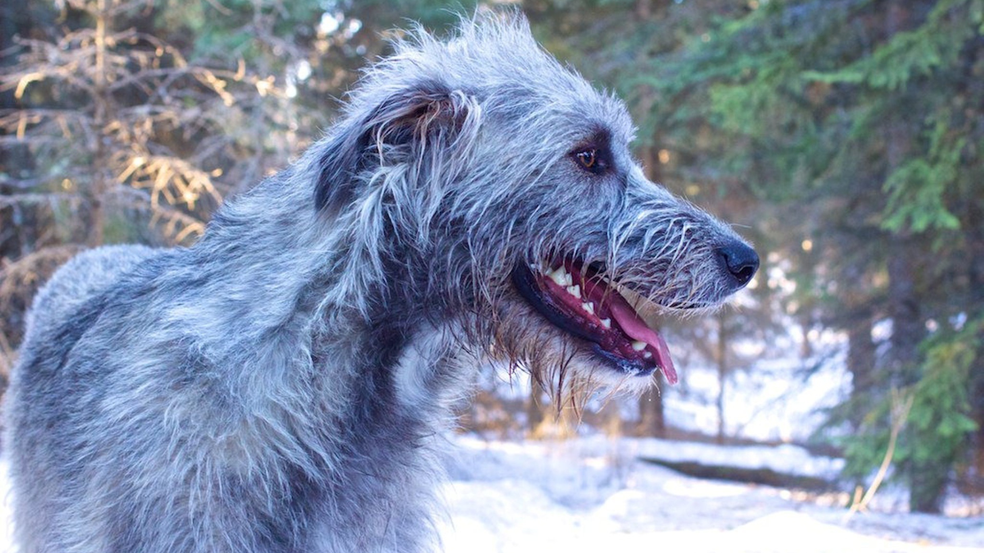 Веселый ирландский волкодав