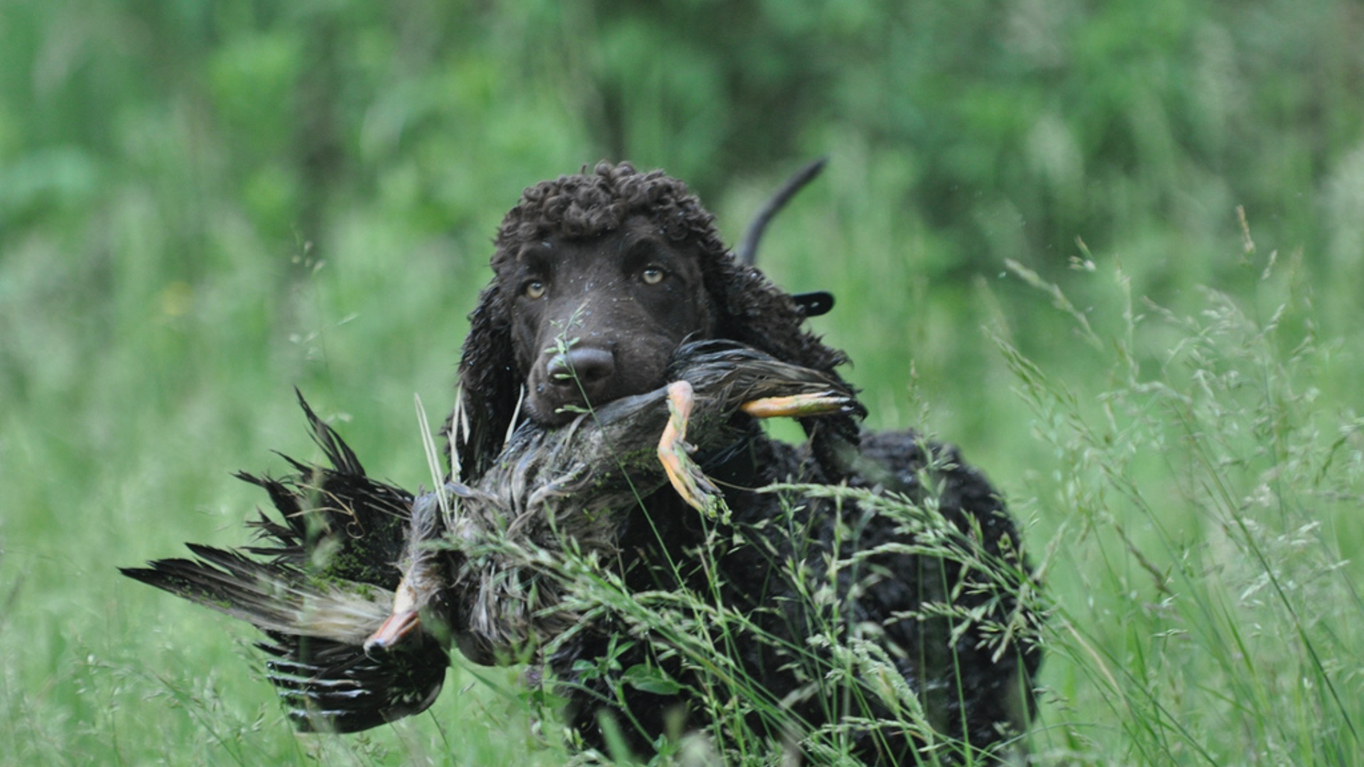 Охотник ирландский водяной спаниель