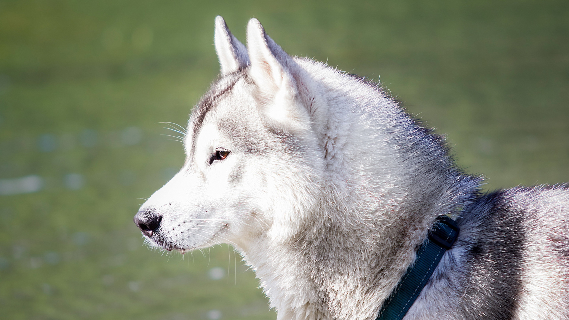 Хаски с ошейником