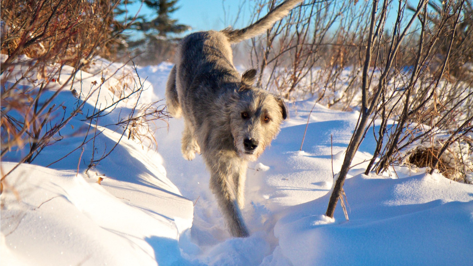 Ирландский волкодав на снегу