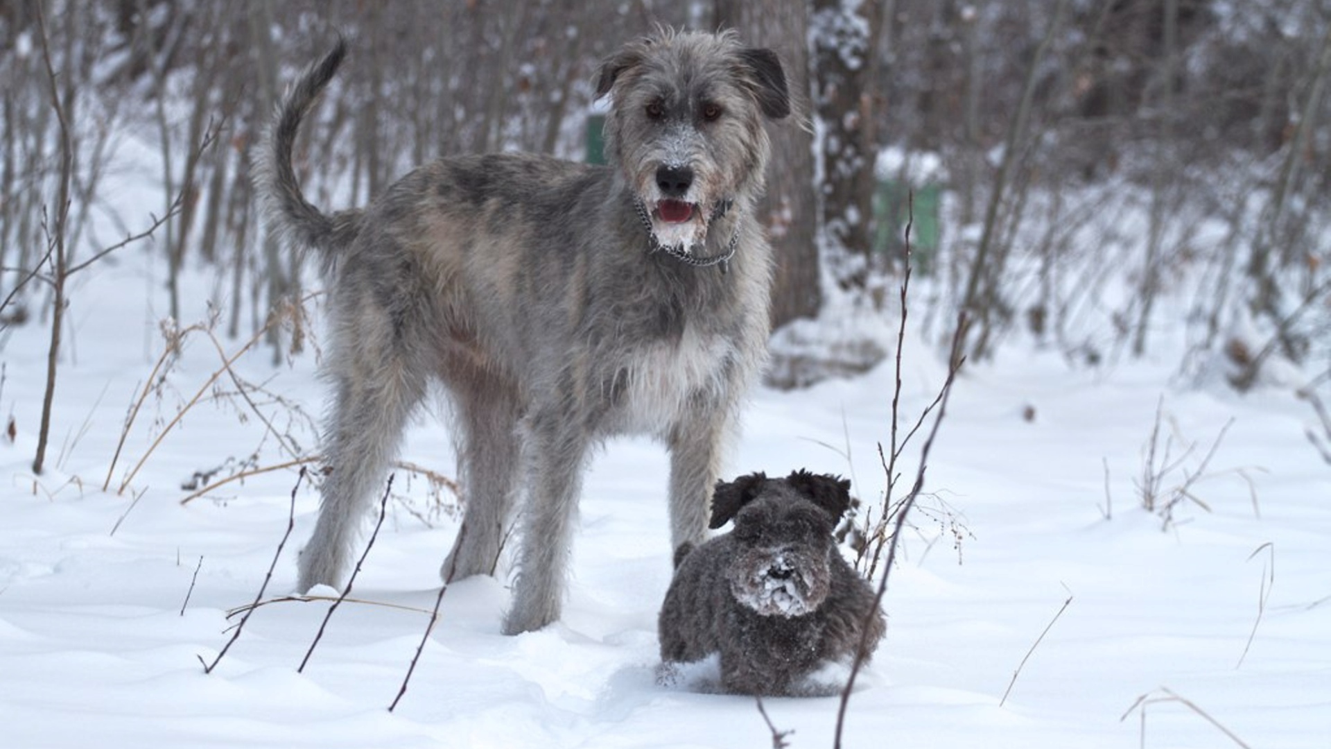 Ирландский волкодав с маленьким другом