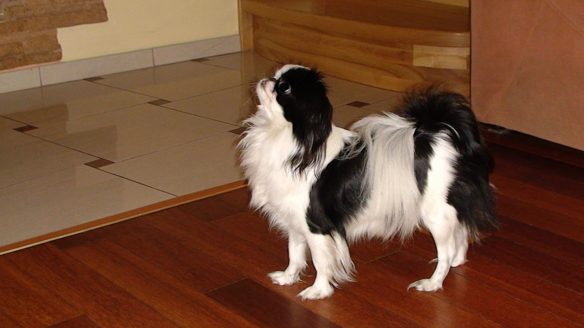 Японский хин на полу